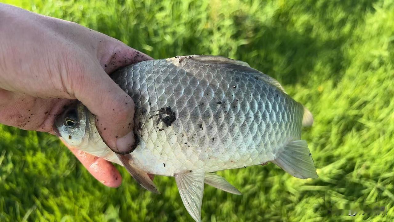 户外钓鱼收获，大鲤鱼到手！🎣🐟