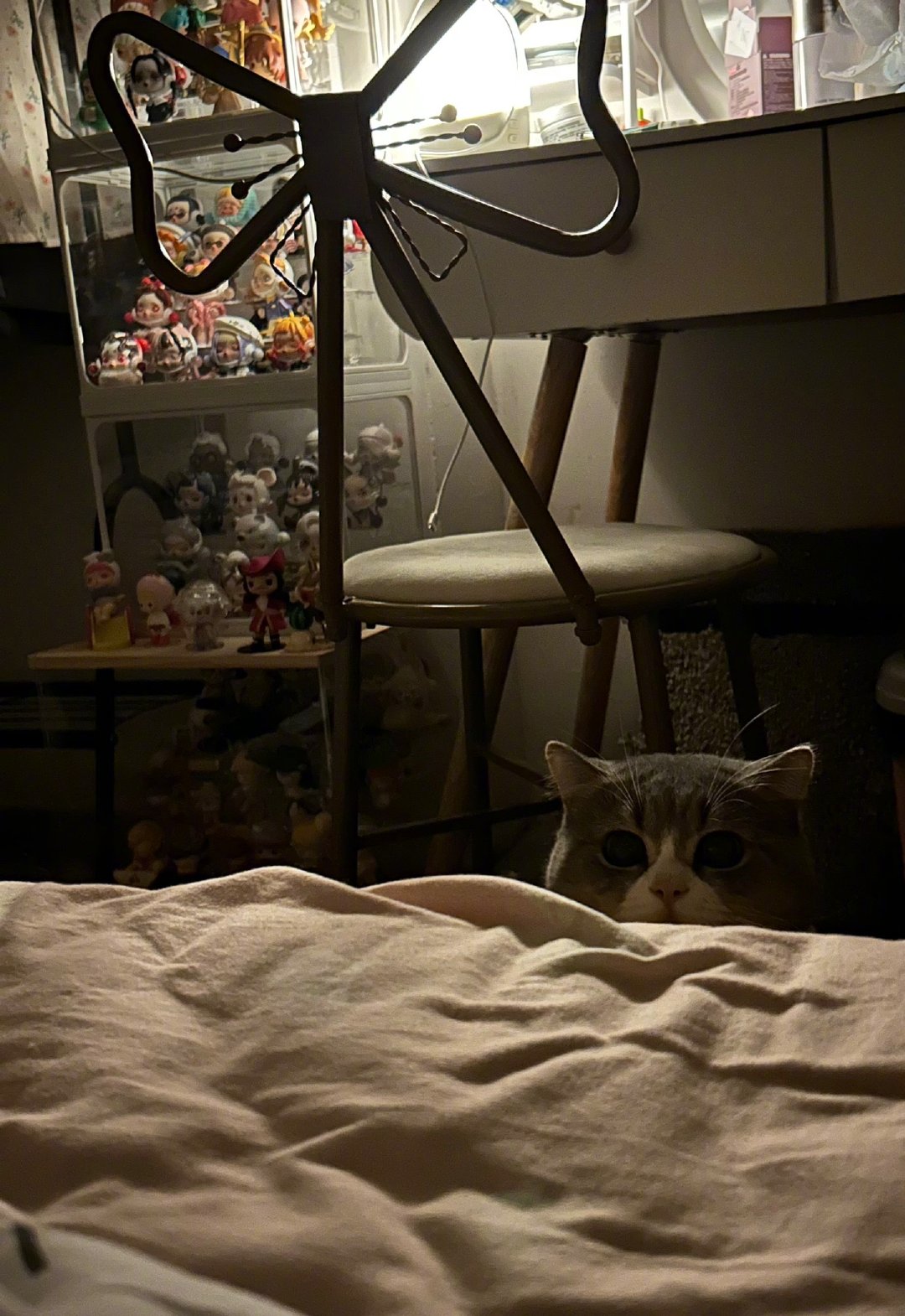 小猫懂什么啊小猫只知道它的世界只有你！