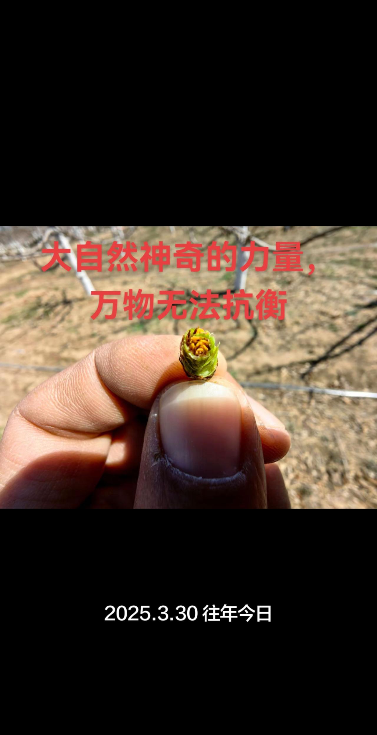 大自然神奇的力量，去年的今天大樱桃全军覆没