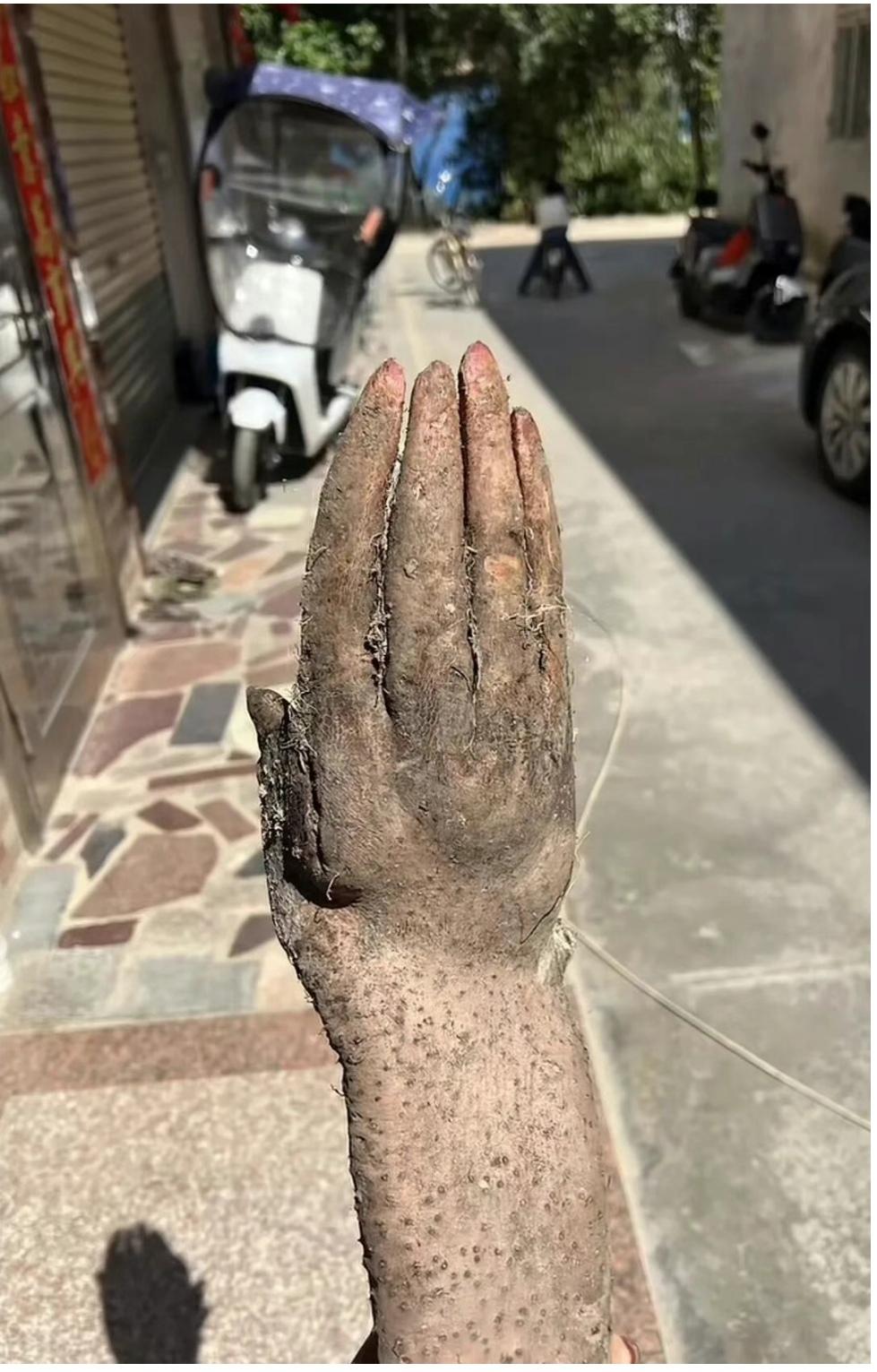 吓死了！挖出个异形“手淮山”，太逼真了！