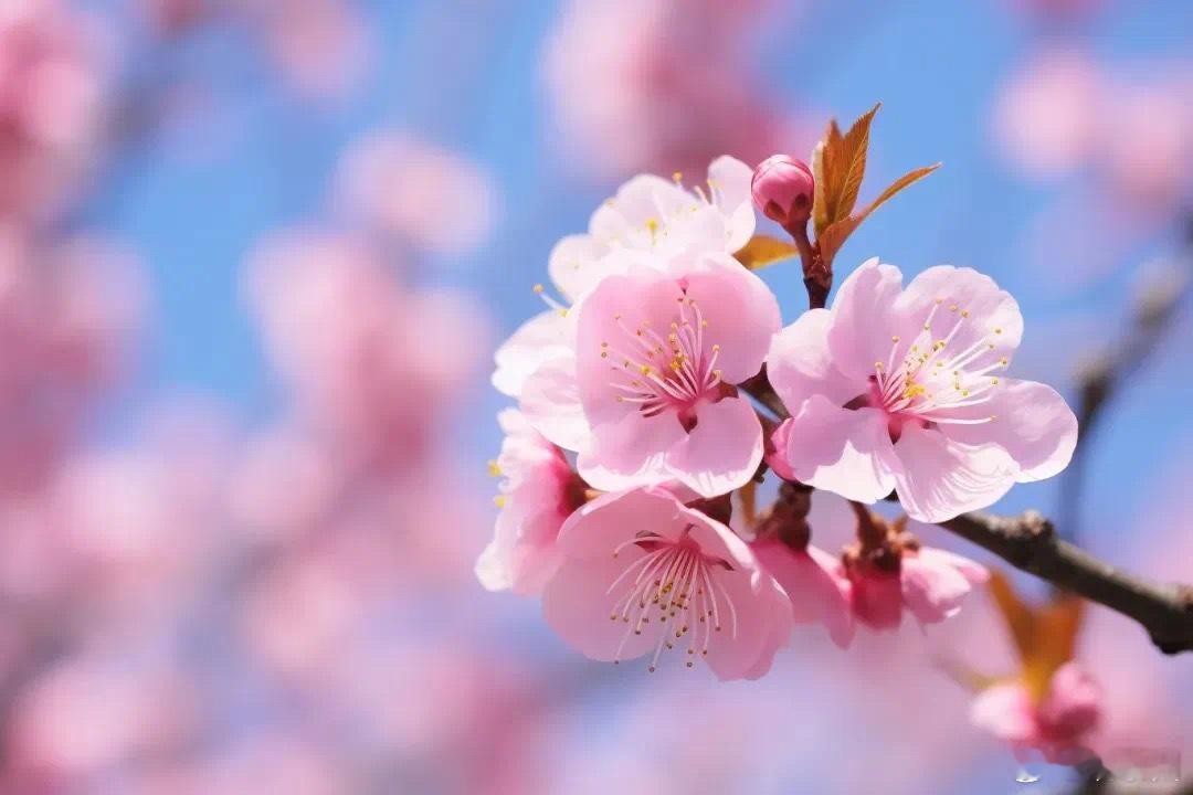 福建这里开满樱花真是好美  冬日时节芦田云岭茶庄园的樱花浪漫“上线”，仿佛打开“
