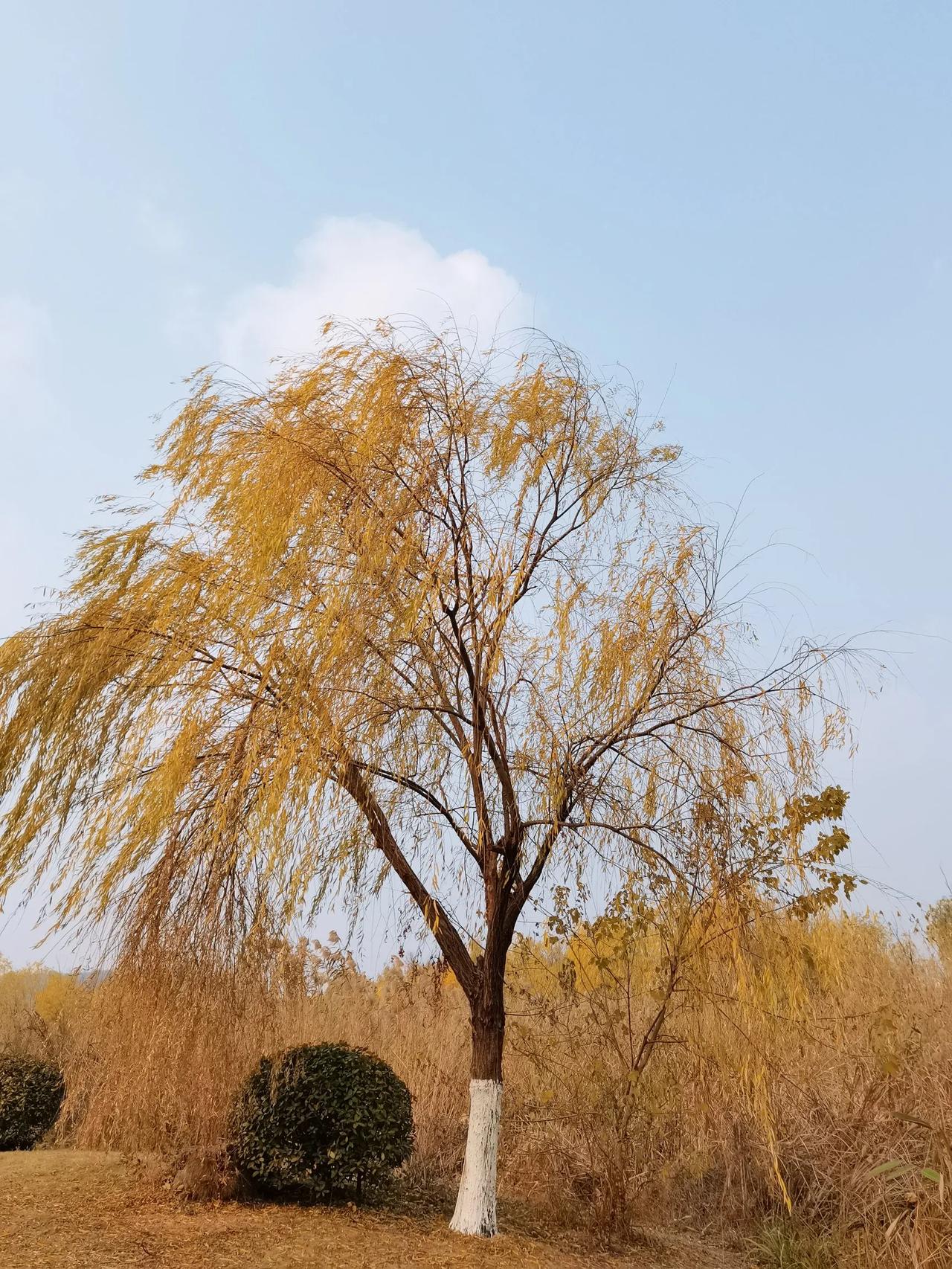 仲冬的江南，寒风渐起，天空透着淡淡的灰，仿佛是季节的叹息。那河畔的柳树依旧傲然挺