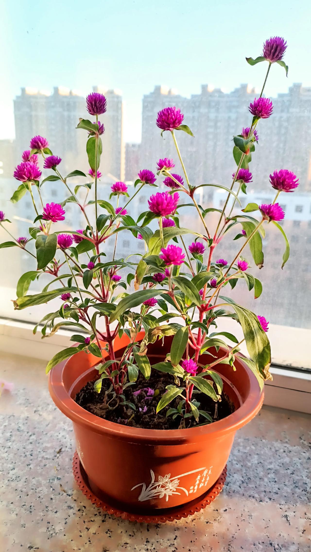 求花名[作揖]，盛夏中路边的野花采回盆养，寒冬时节开的如此奔放。恰是“一茅斋，野