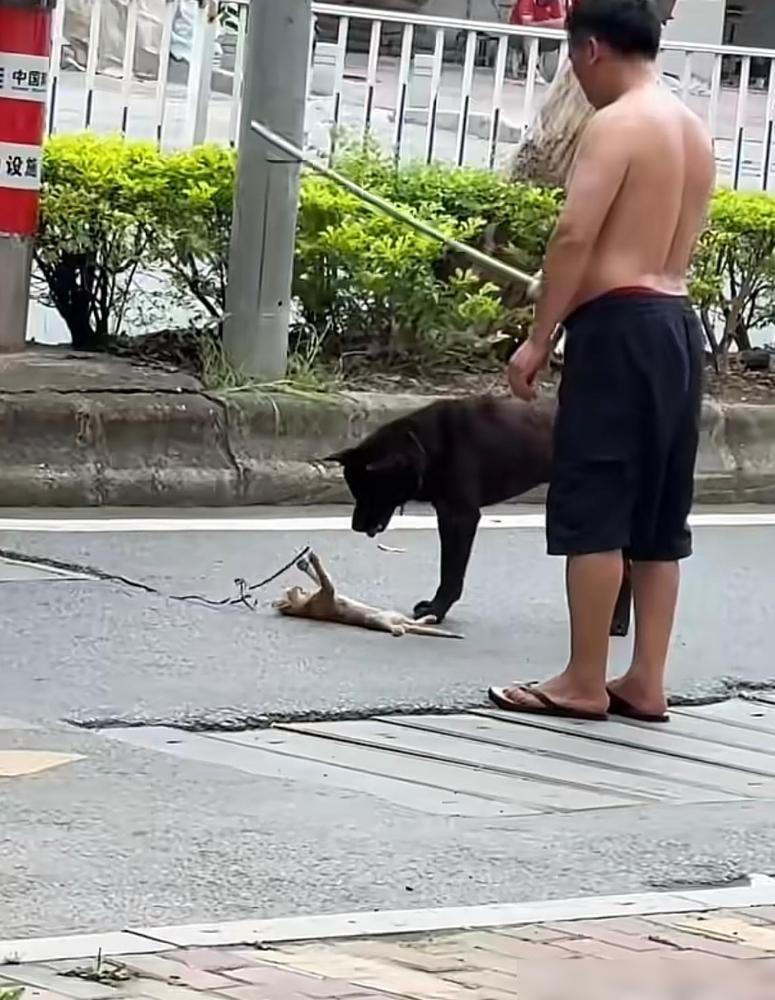 男子遛狗时，竟然用流浪猫给自己的宠物狗，当活体玩具，用绳子拴住小猫任由自己的狗撕