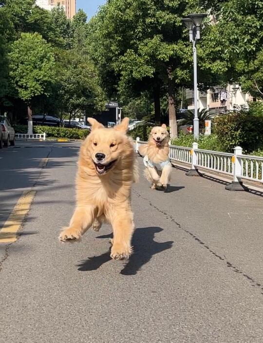 小金毛的快乐时光