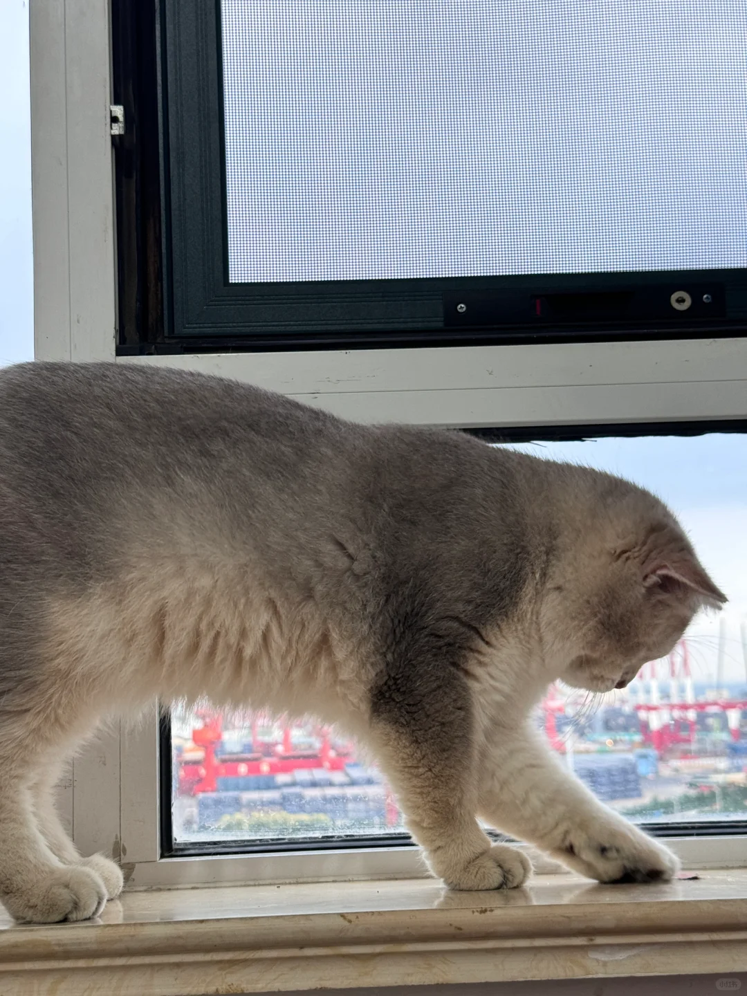 跟着猫咪学猫步