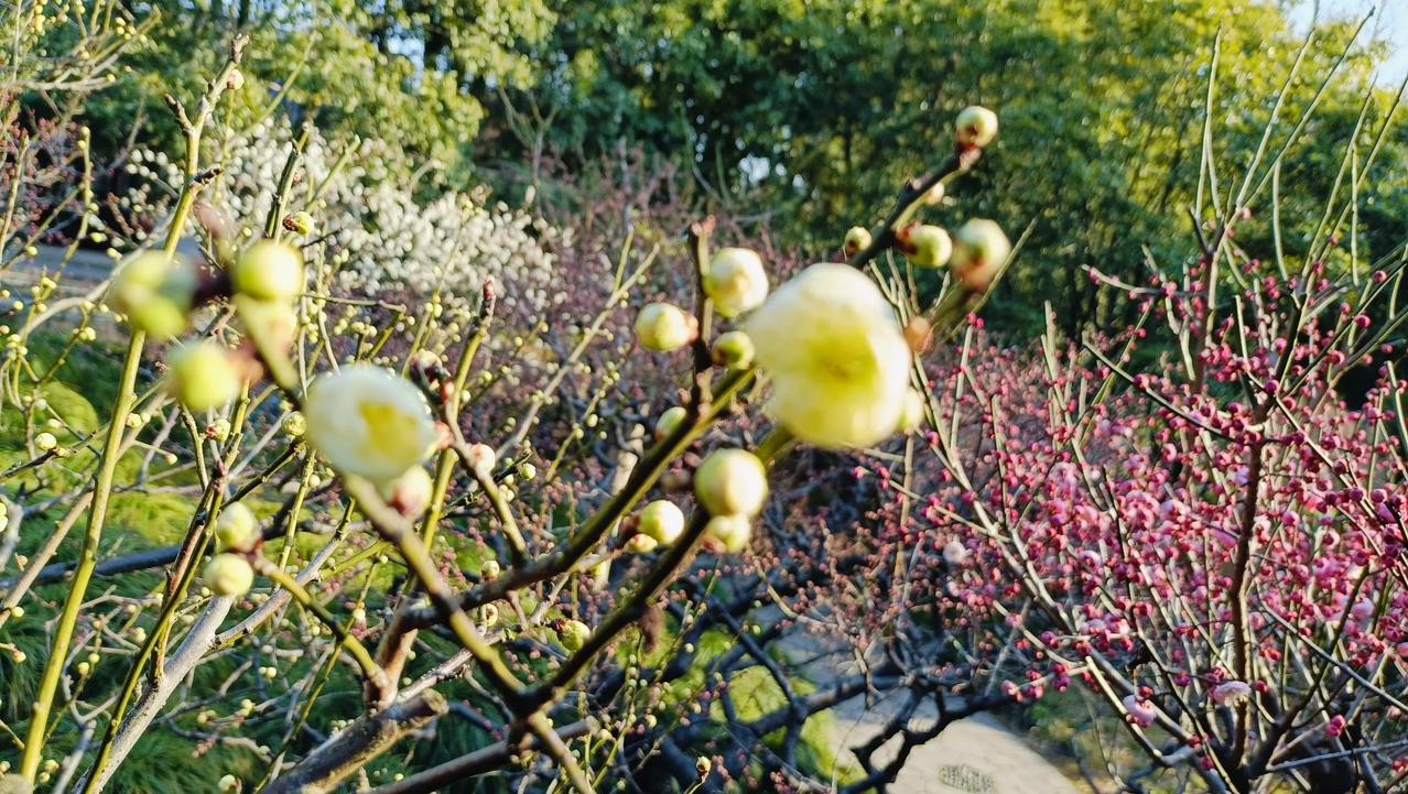 太仓南园里，各色梅花争奇斗艳，芬芳扑鼻。游客络绎不绝，尤其是在那几棵百年梅树前，