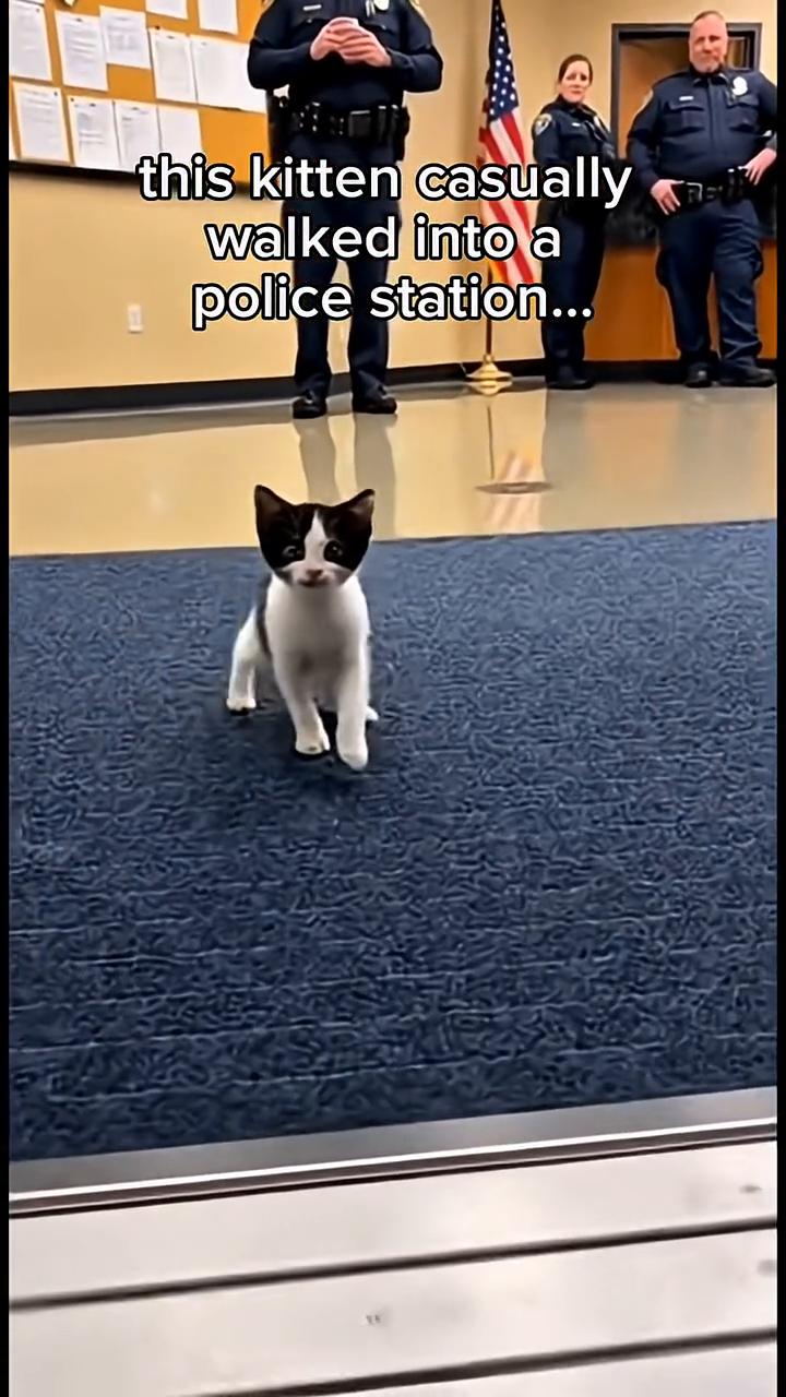 this kitten casually walked into a polic