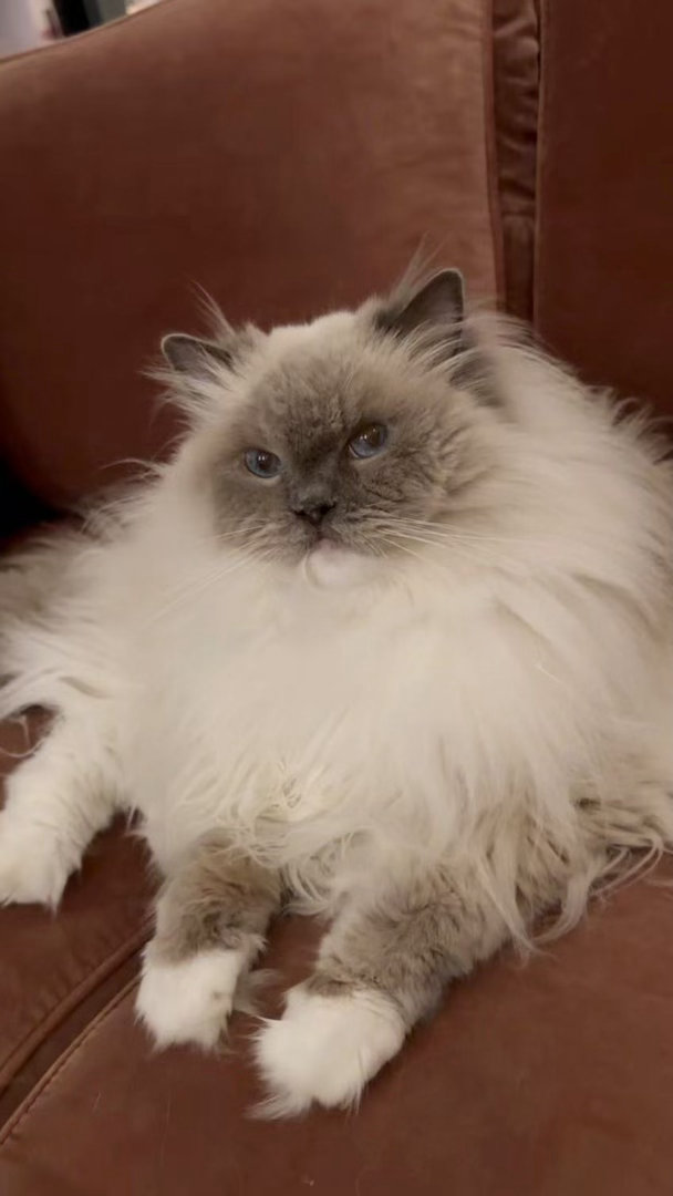 美丽的九妹，也是奶奶猫了，家长照顾的非常好，和猫儿子麻油一起生活（家长） 