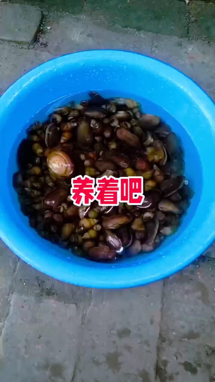 养着吧。