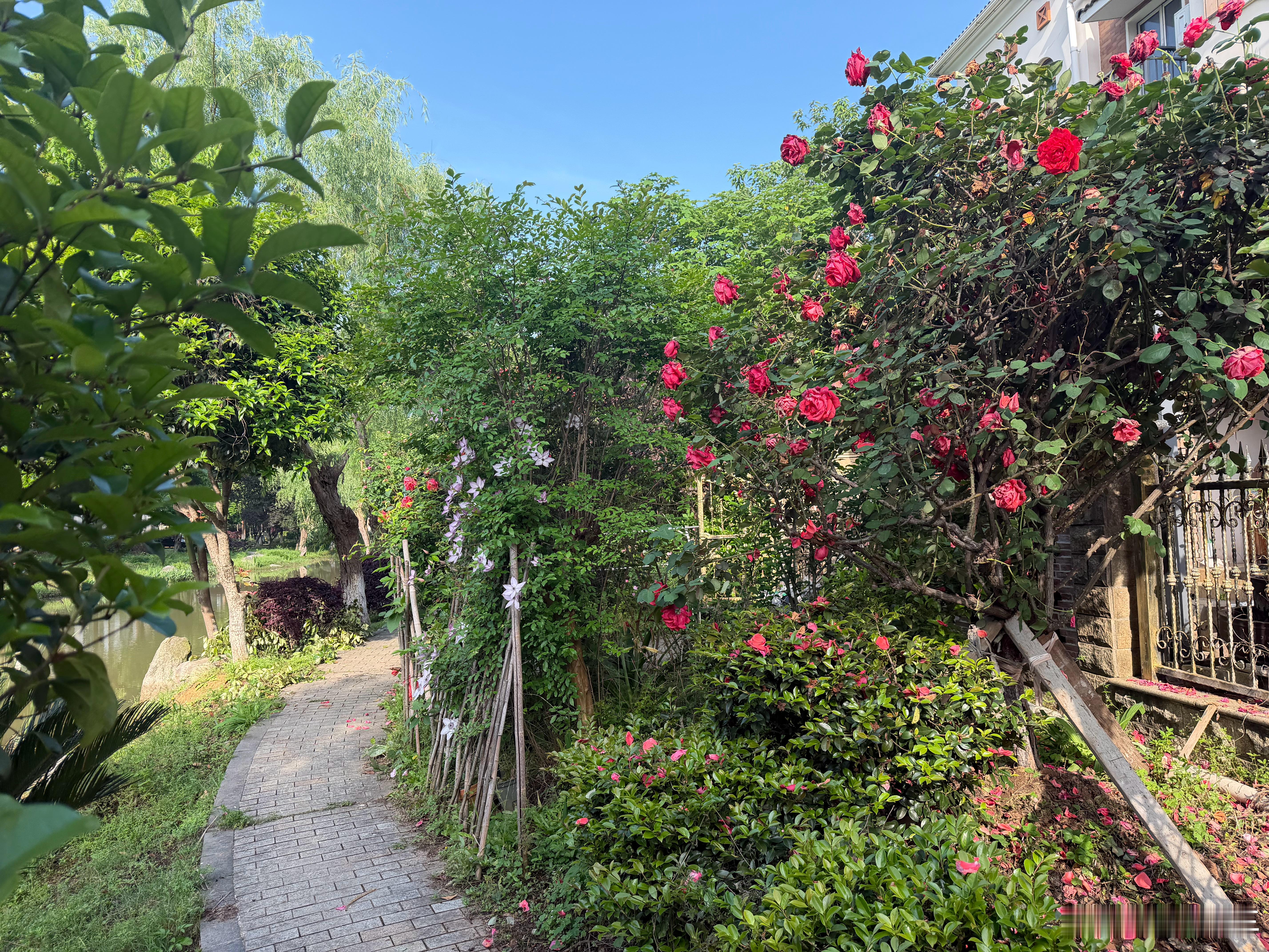 无人打理，花开满园 