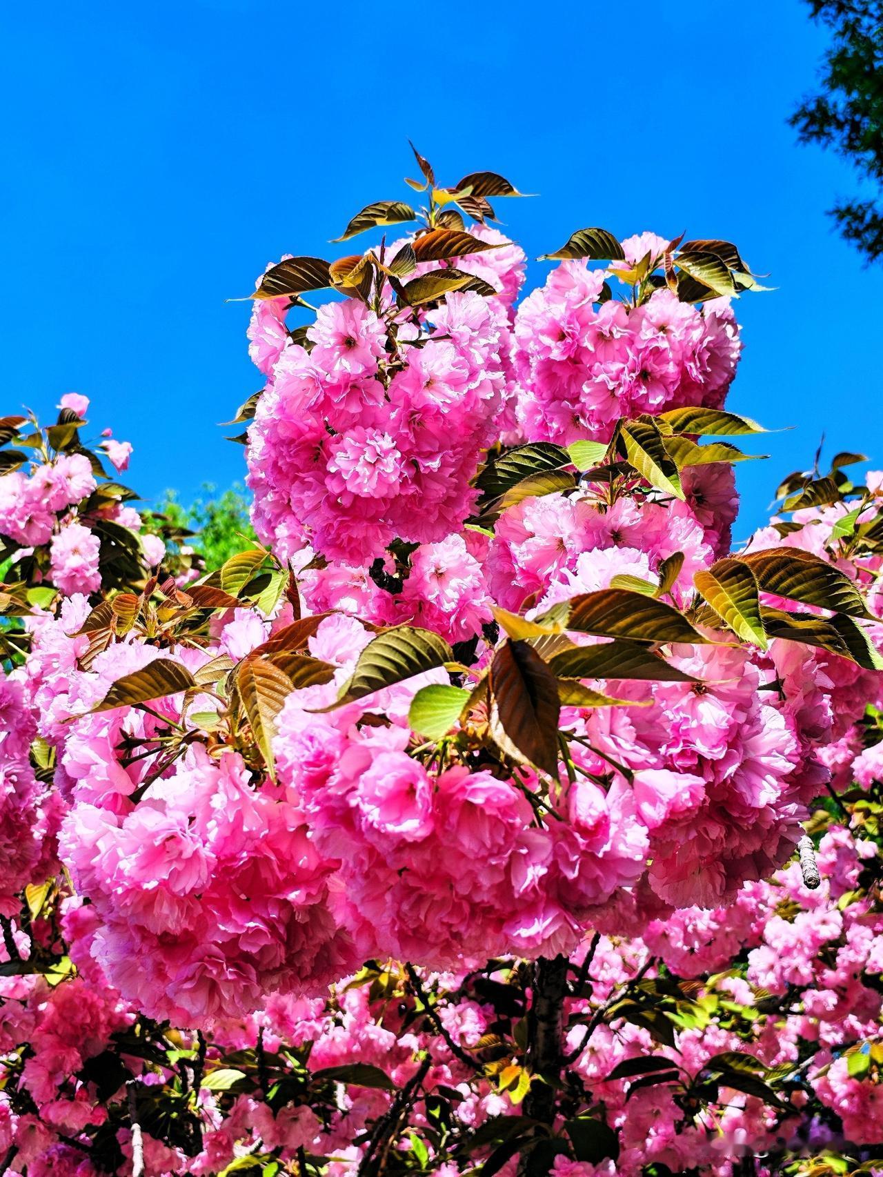 春日花开满枝头，繁花似锦映晴空。