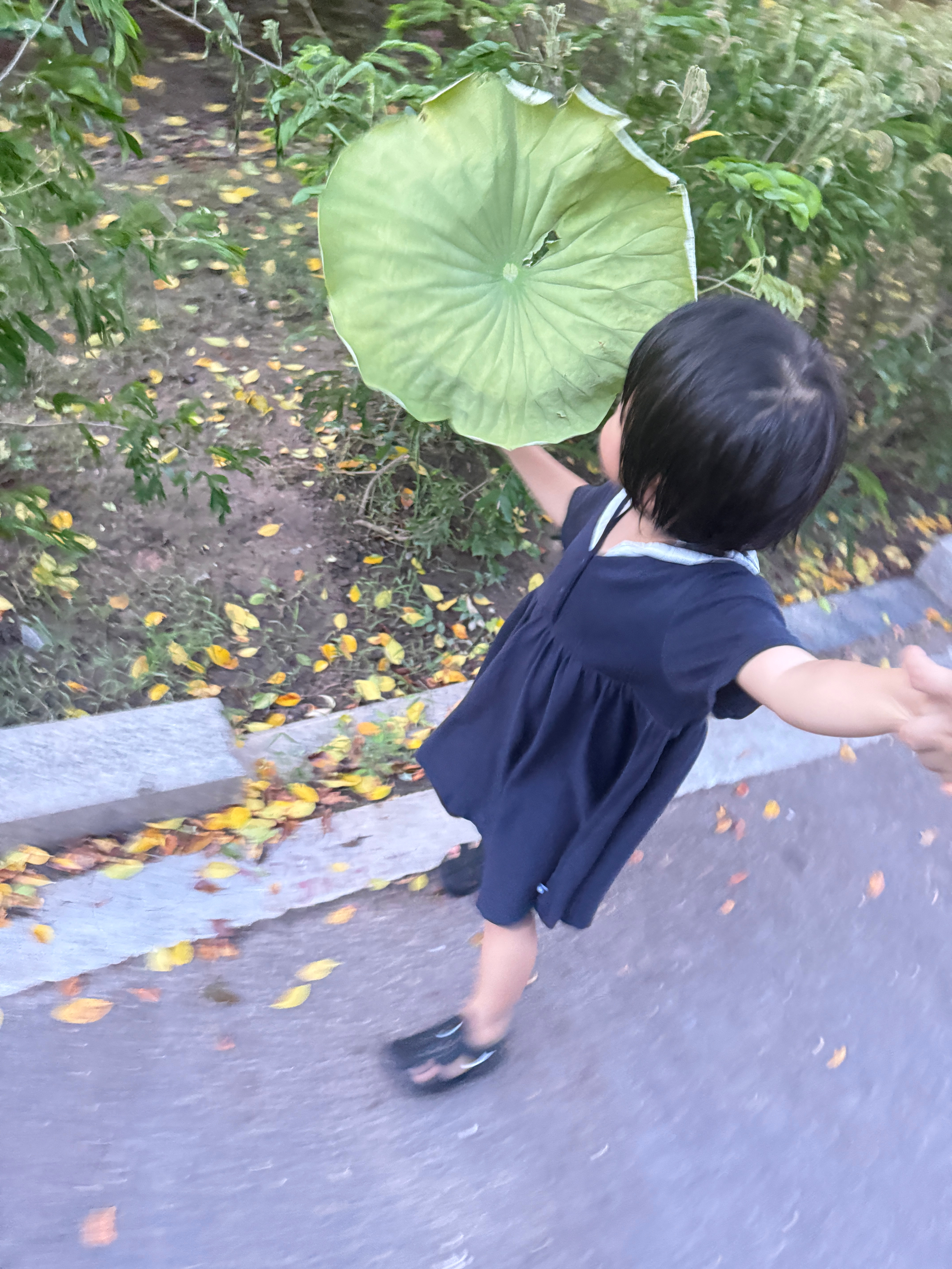 走着走着突然从草丛中拉出一片叶子我震惊：球宝！你真是太有发现美的眼睛了，居然随手
