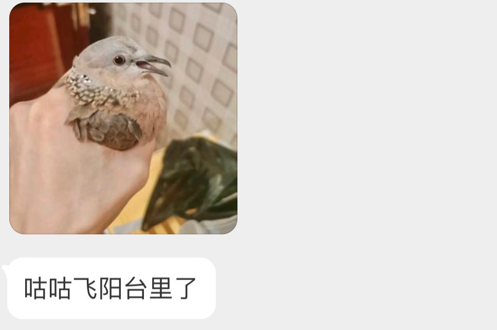 飞阳台里被逮住的珠颈斑鸠（把握良鸡好像还不服气的样子！ ​​​