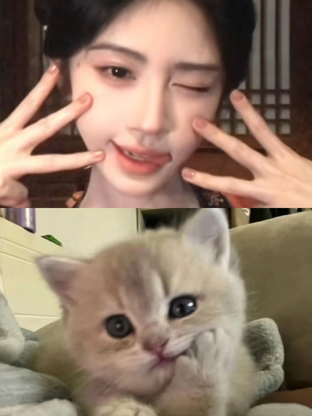 橘敬意力挺猫塑中 