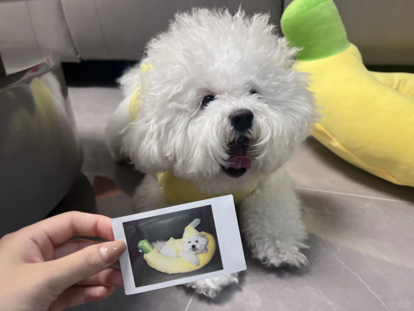 香蕉犬🍌