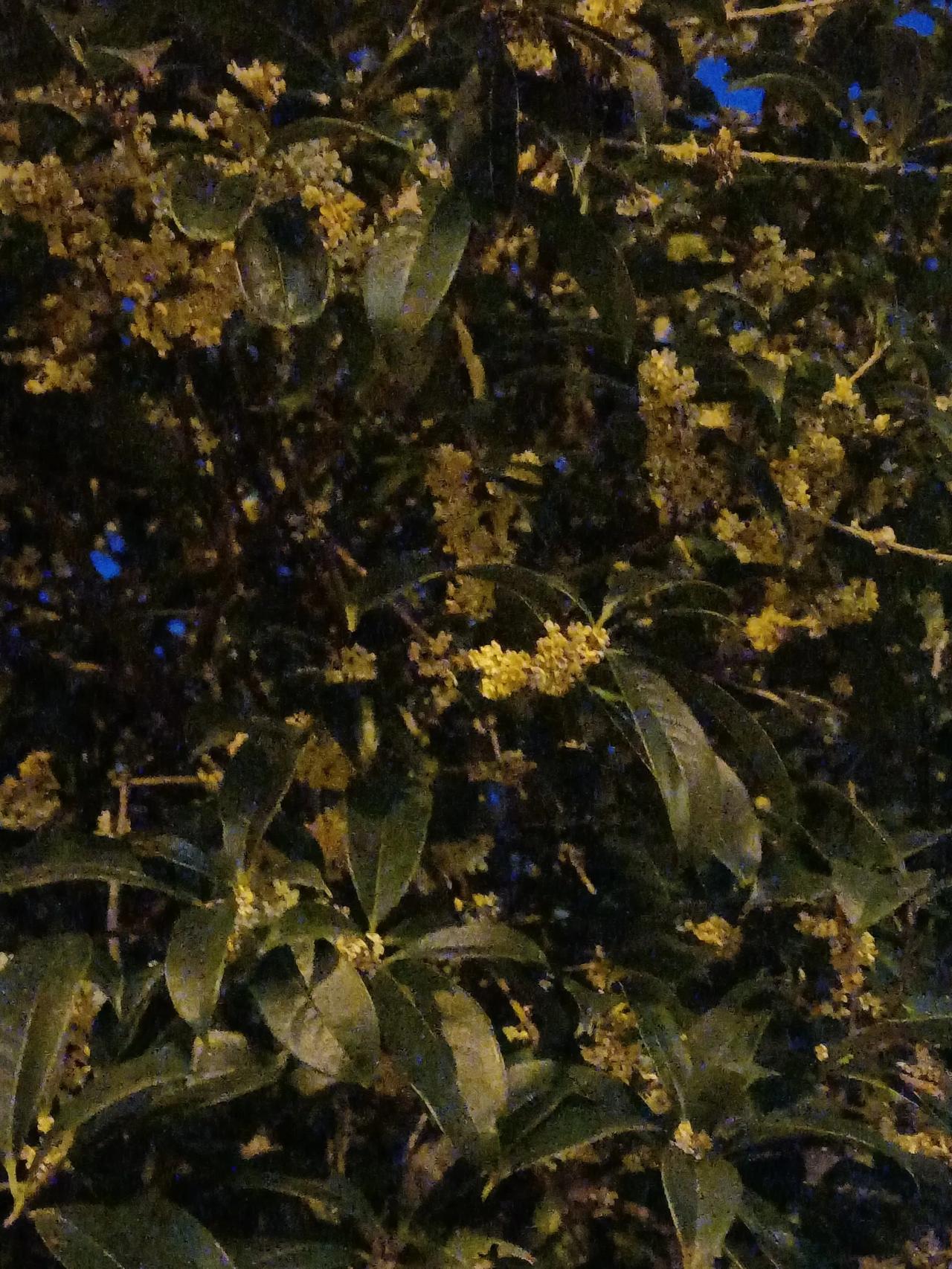 桂花树下