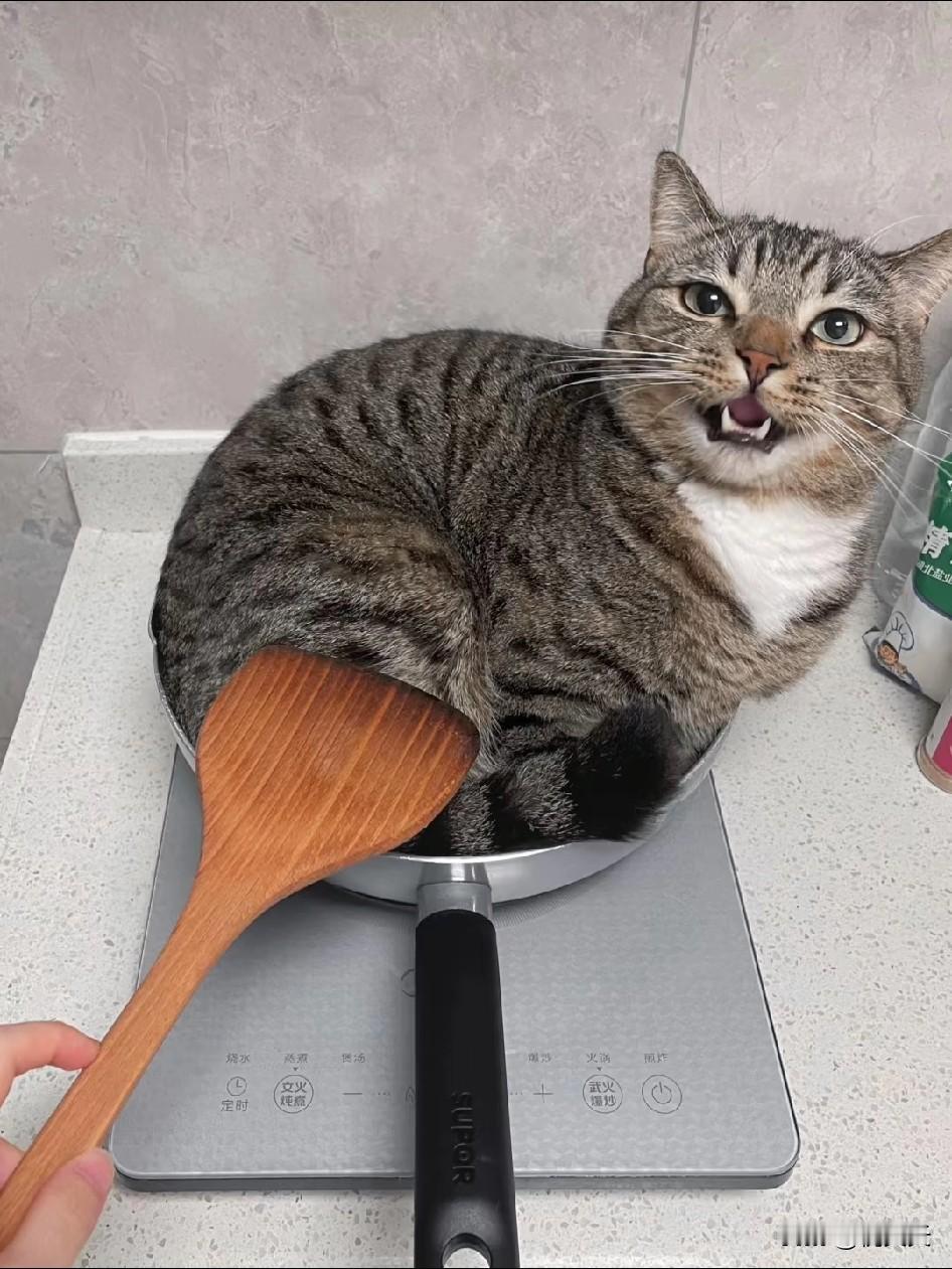 我家狸花猫现在彻底成了我的小跟班。老公说，我一上班，它就找个角落睡大觉，一整天都