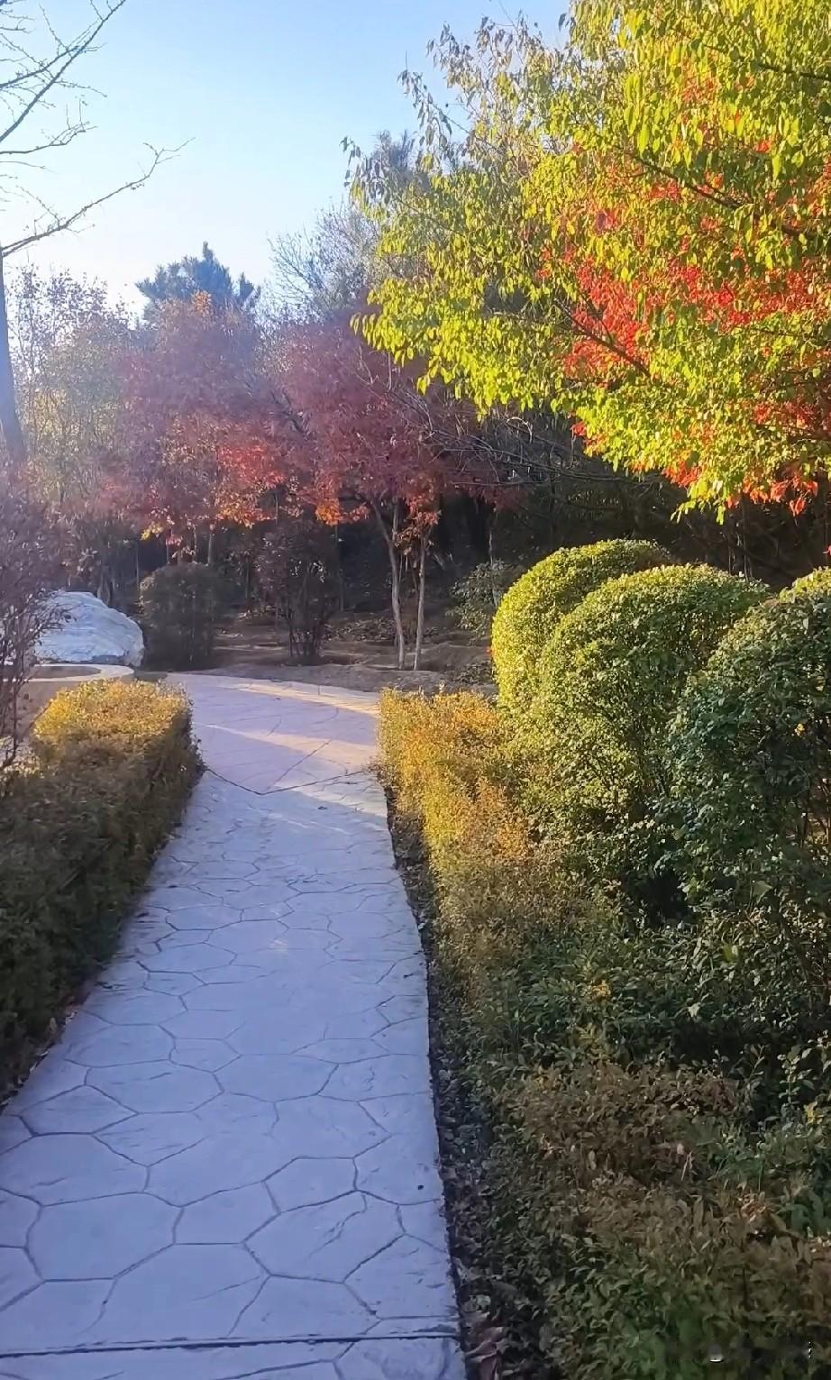 这种层林尽染的美景，用不上几天的时间，也会自然而然的消失了，温度降到0度以下，只