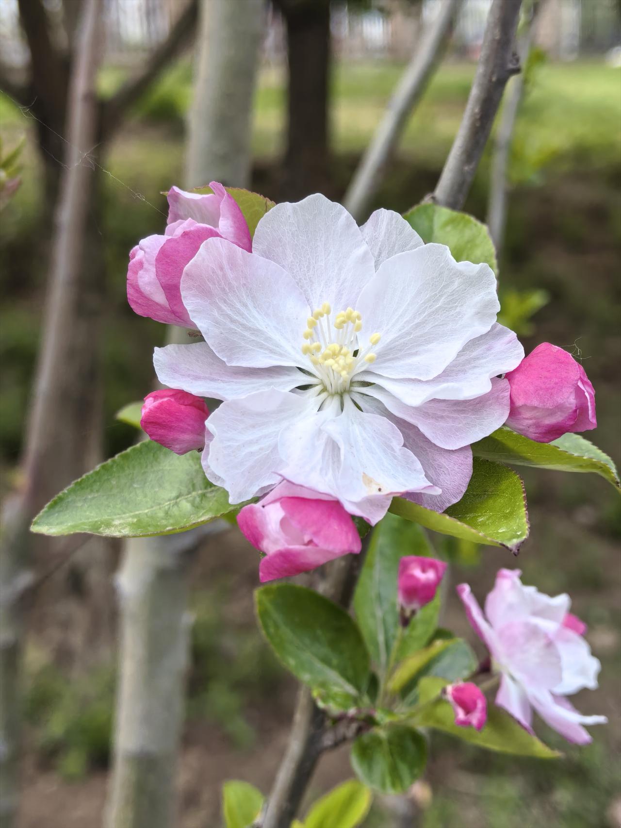 为什么我独爱西府海棠花
据说海海棠品种多达数百种，仅中国秋海棠属就有277个分类