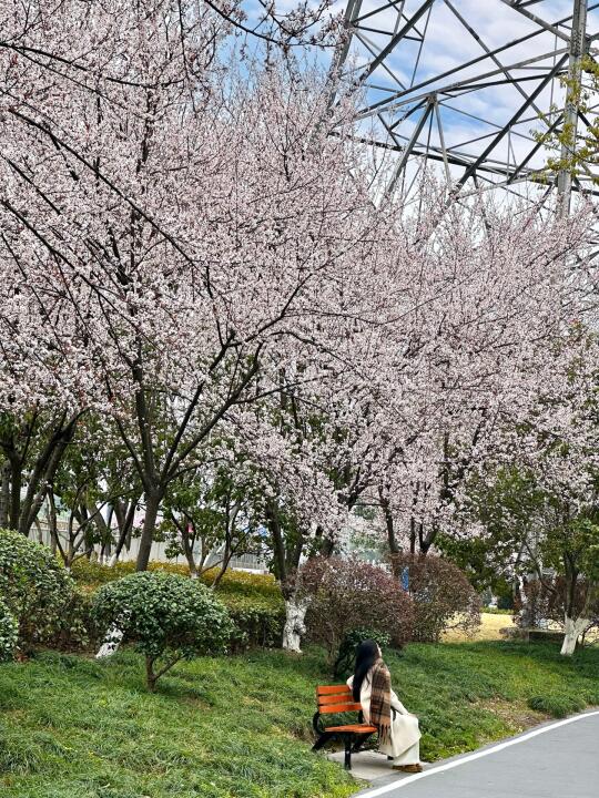 3.10实拍！杭州已经有成片的樱花树啦🌸