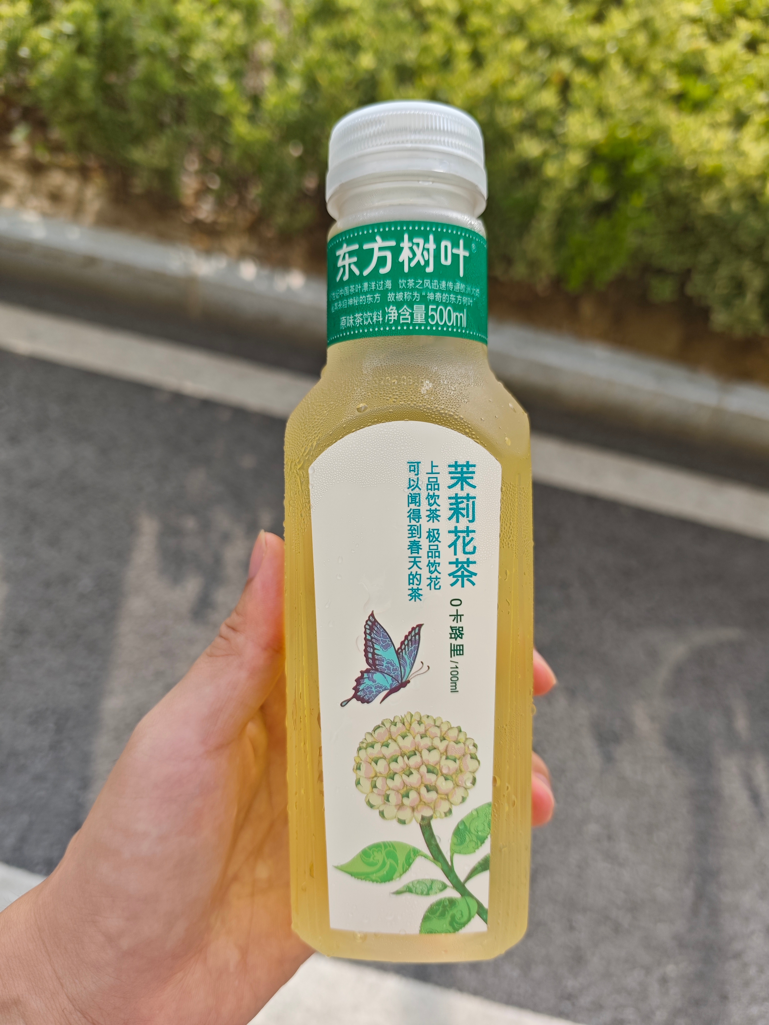 东方树叶!17世纪中国茶叶漂洋过海，饮茶之风传遍欧洲!因其来自神秘的东方，故被称