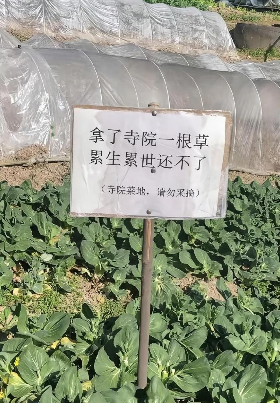 敢在寺庙偷菜的，应该也不信这些吧 ​​​