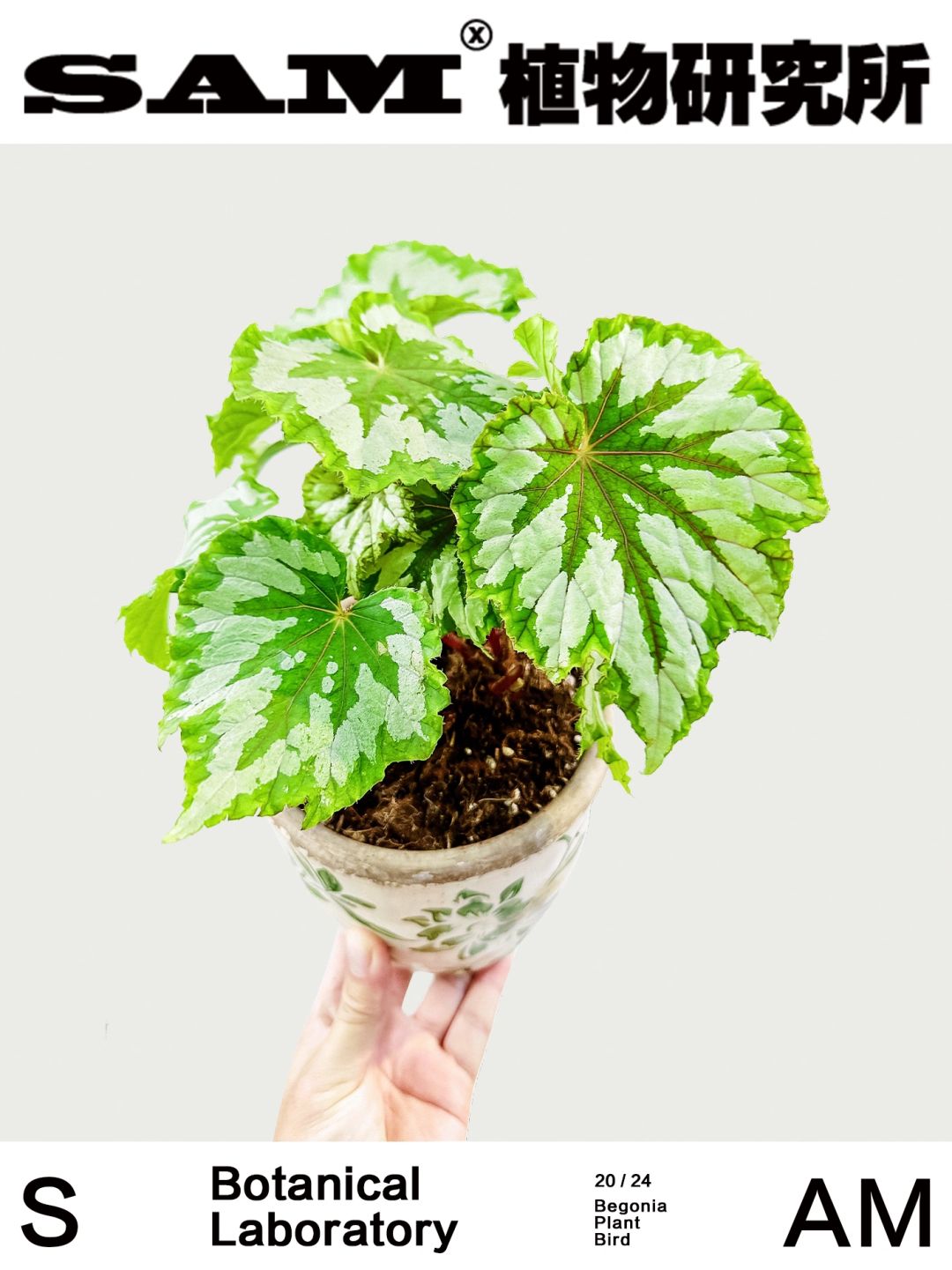 植物鸟秋海棠｜Begonia Plant Bird