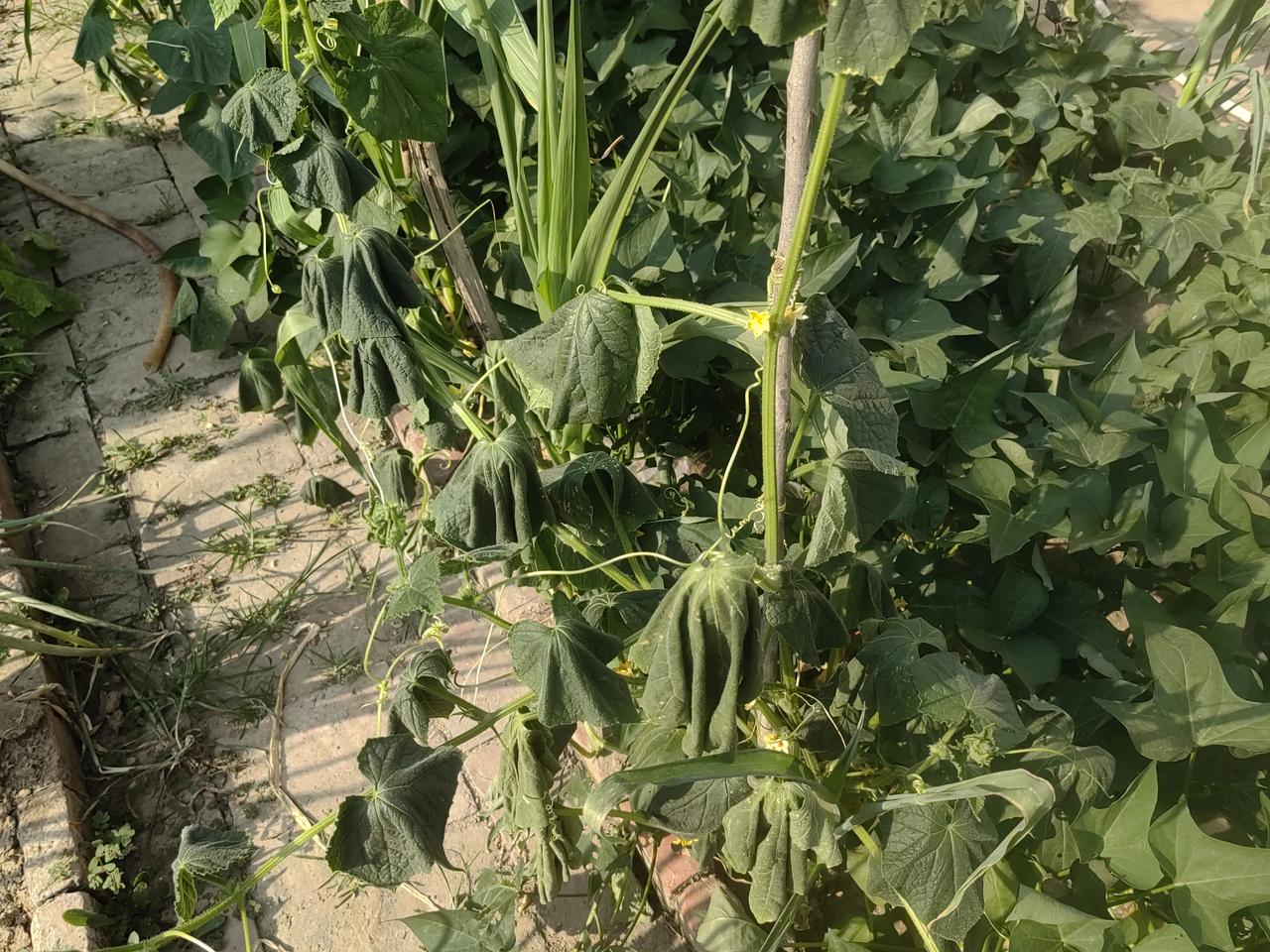 到了中午，院子里的黄瓜、豆角、茄子都打蔫了，只有到了晚上才能支棱起来，这还是我用