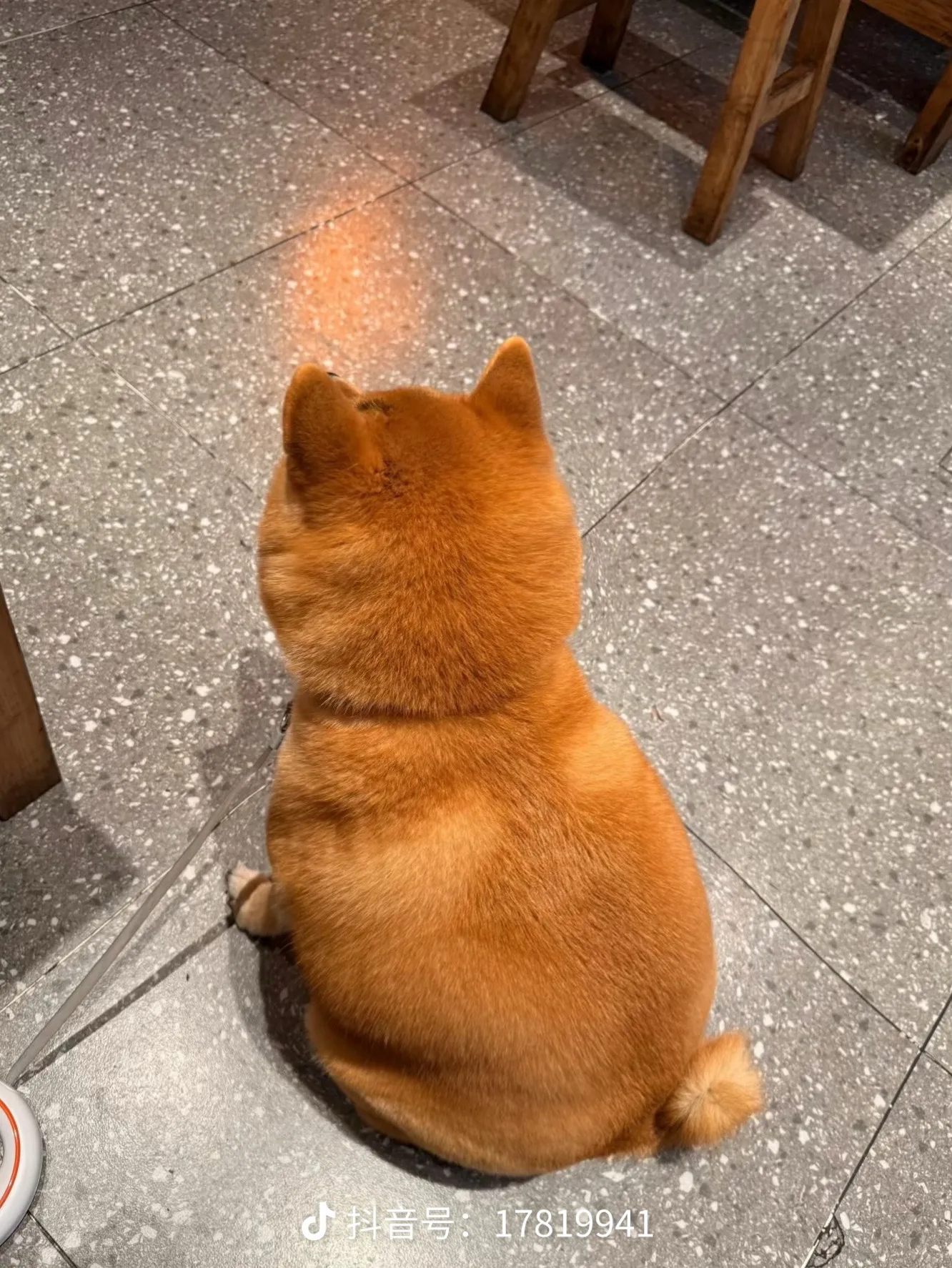 油光水滑肉嘟嘟是美丽的小猪 