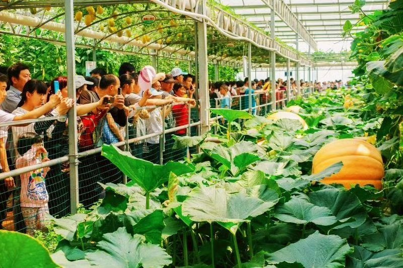 京东拍卖的150斤南瓜比人还高 普通南瓜也就四五斤，这一个南瓜相当于三四十个南瓜