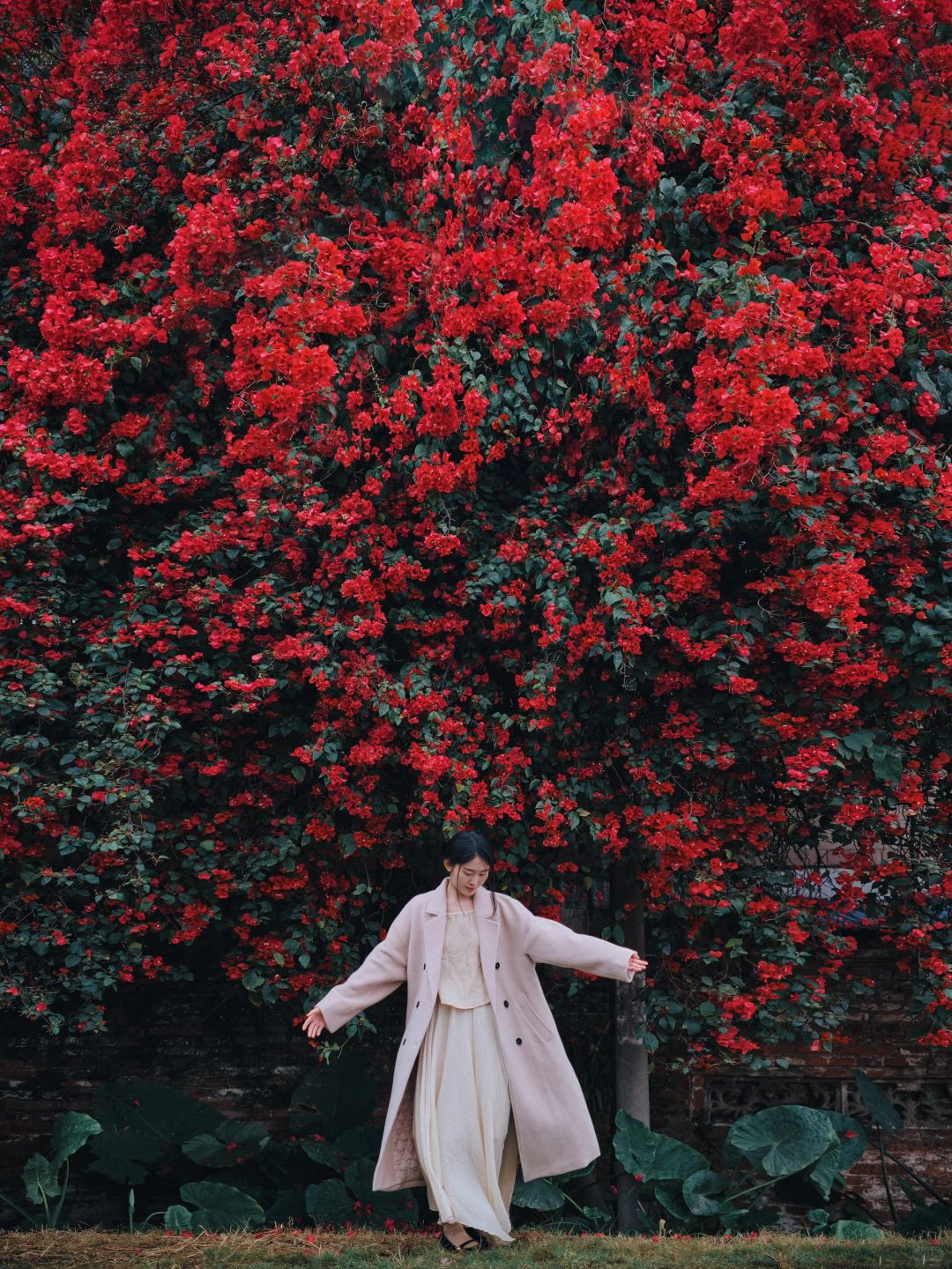雨天三角梅瀑布‼️比美照更有杀伤力是氛围感