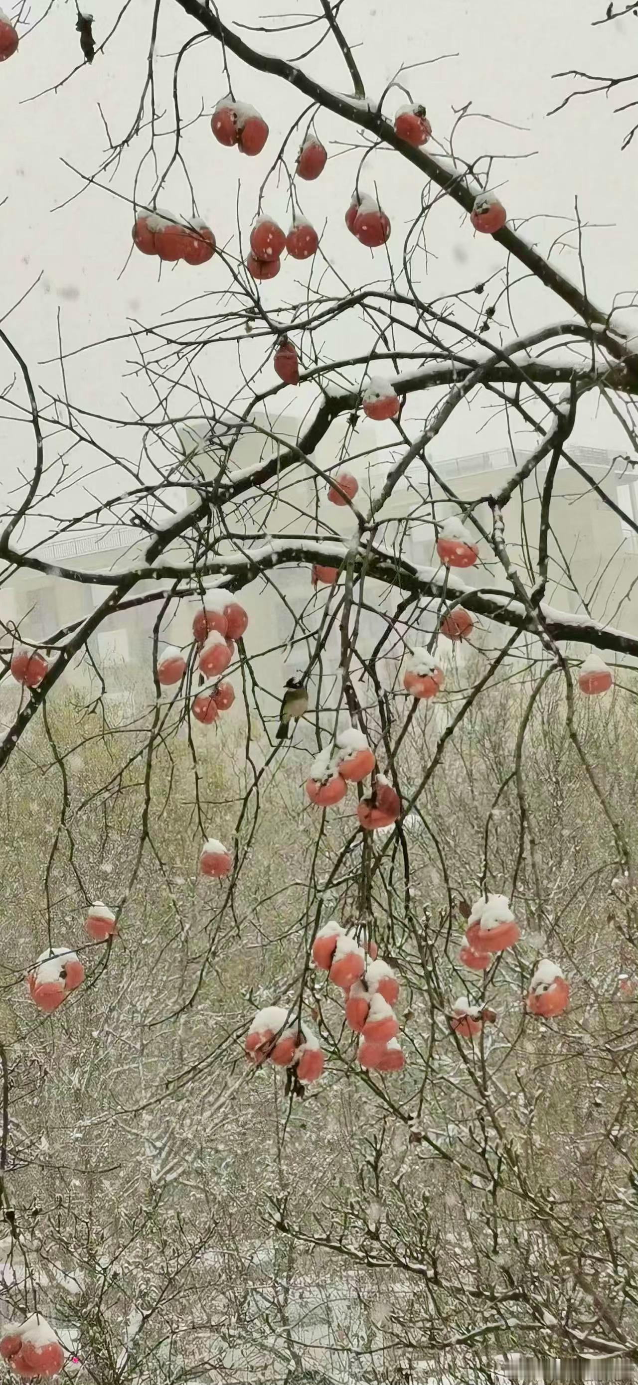 #鸟粉投稿# 吃柿子🍅的【白头鹎bēi】下雪天也在积极干饭 ​​​