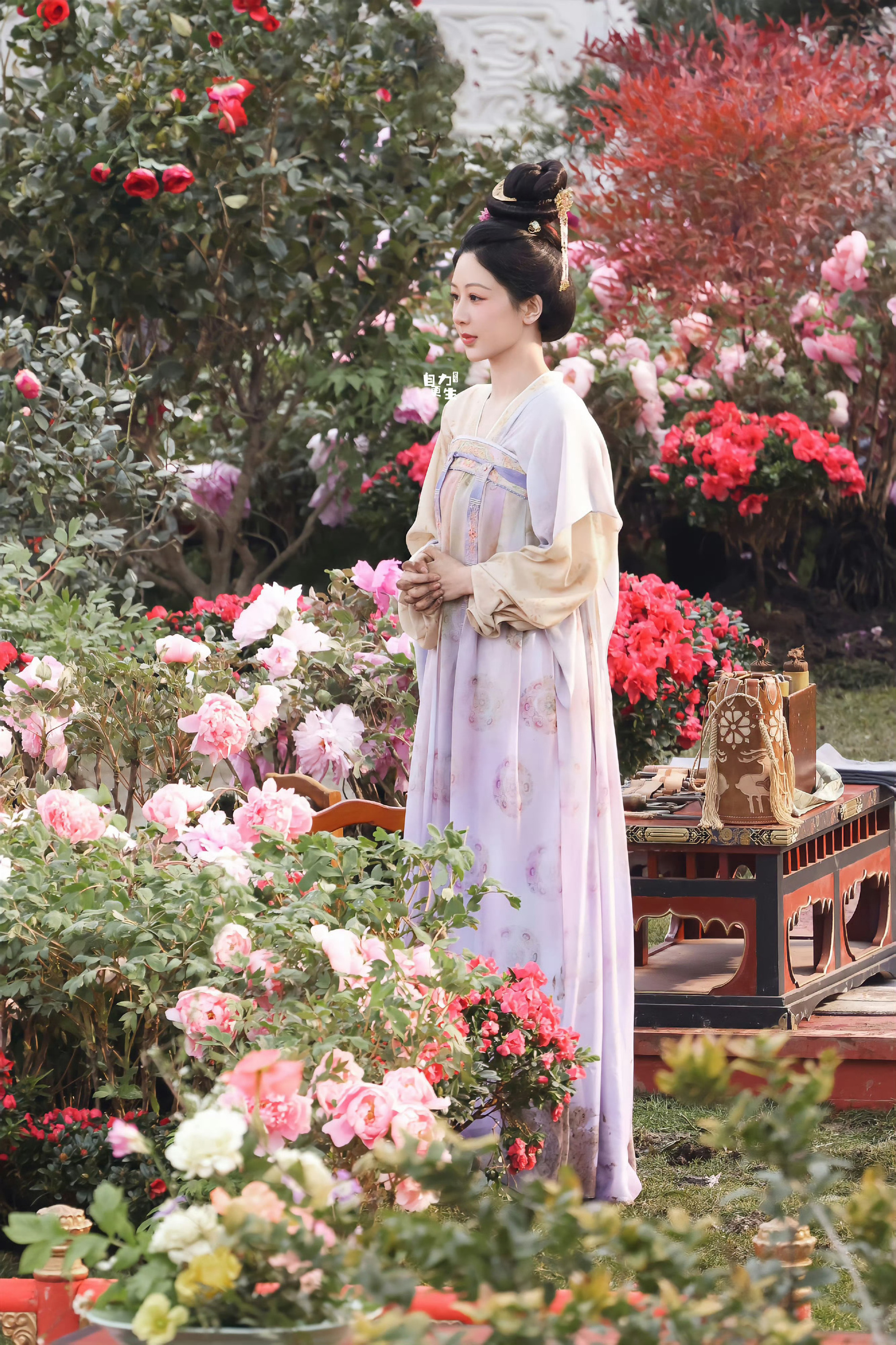 牡丹花开，从容华贵，气质天成。 ​​​