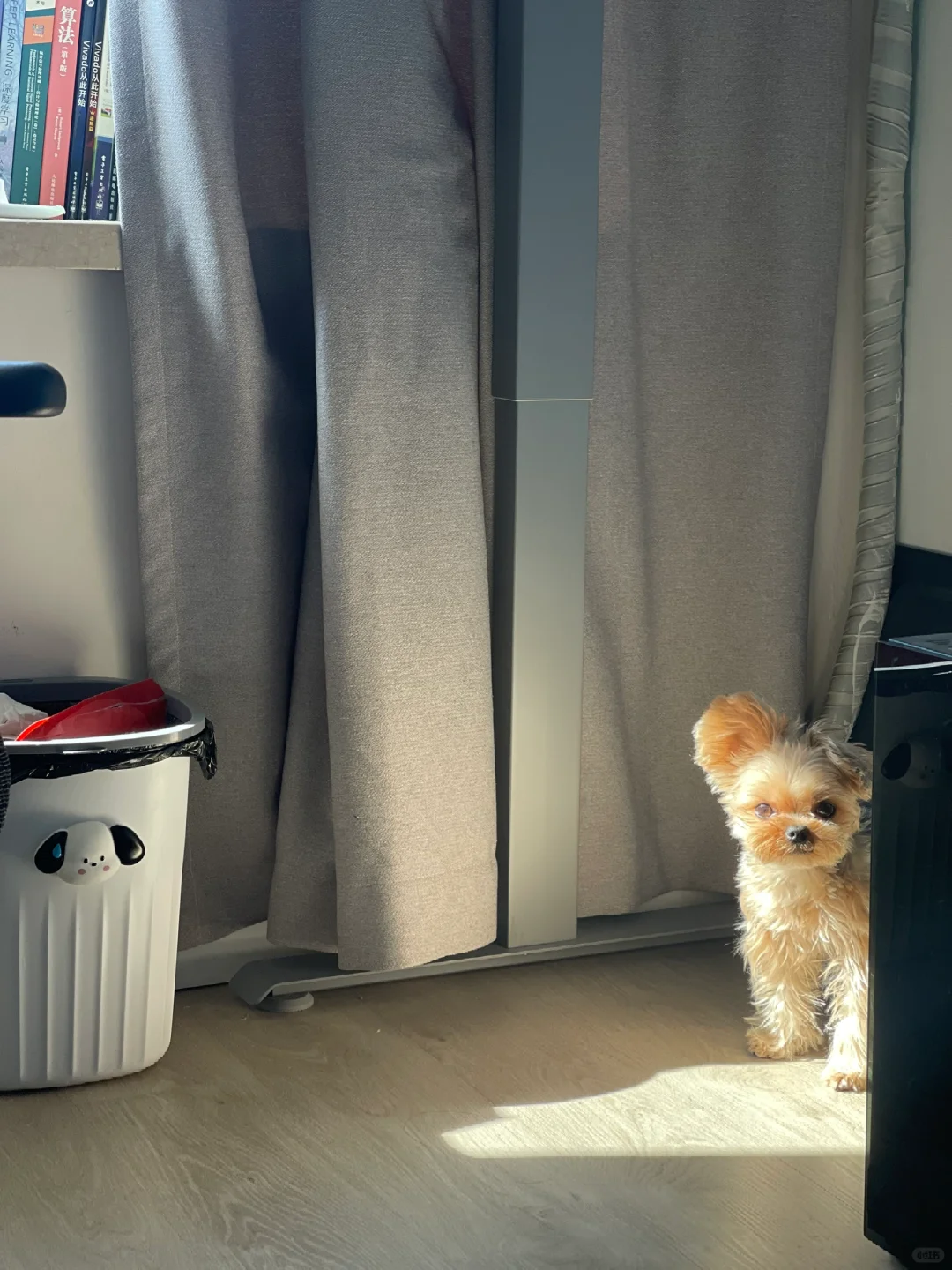 小狗养生🌞晒太阳不可少喔