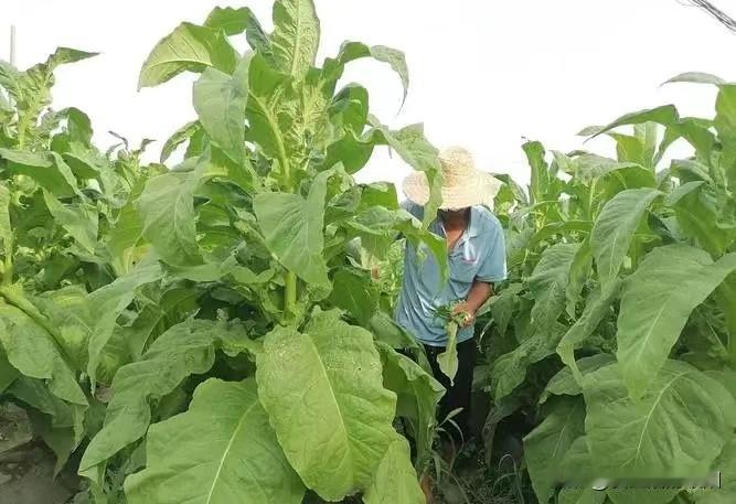 #秋日生活打卡#金秋九月，是收获的季节。百姓们个个脸上洋溢着幸福的微笑，那笑容如