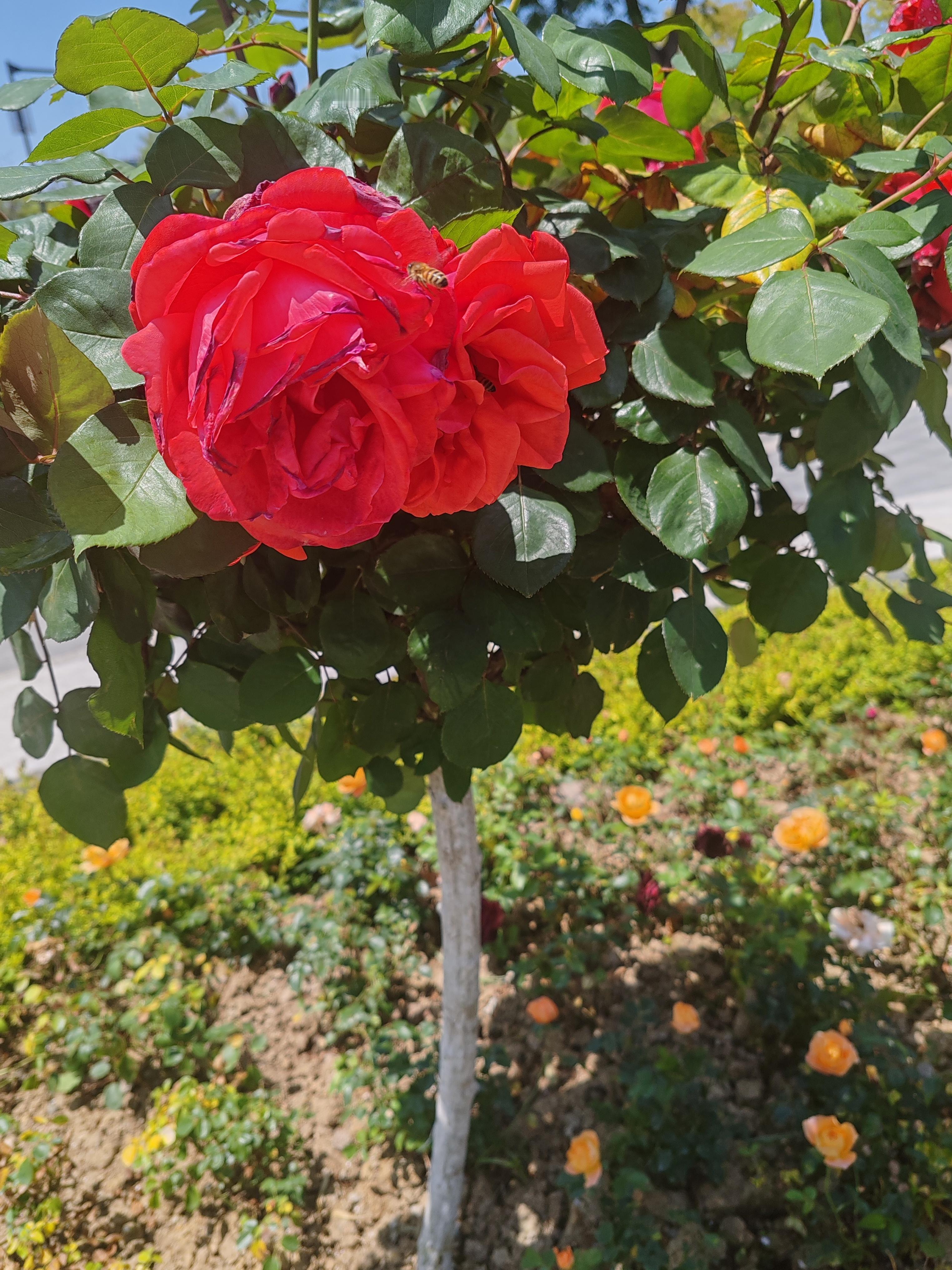 根据最新的录制消息，这其实是《奔跑吧14》第三轮录制（泉州-厦门站）的收官，白鹿