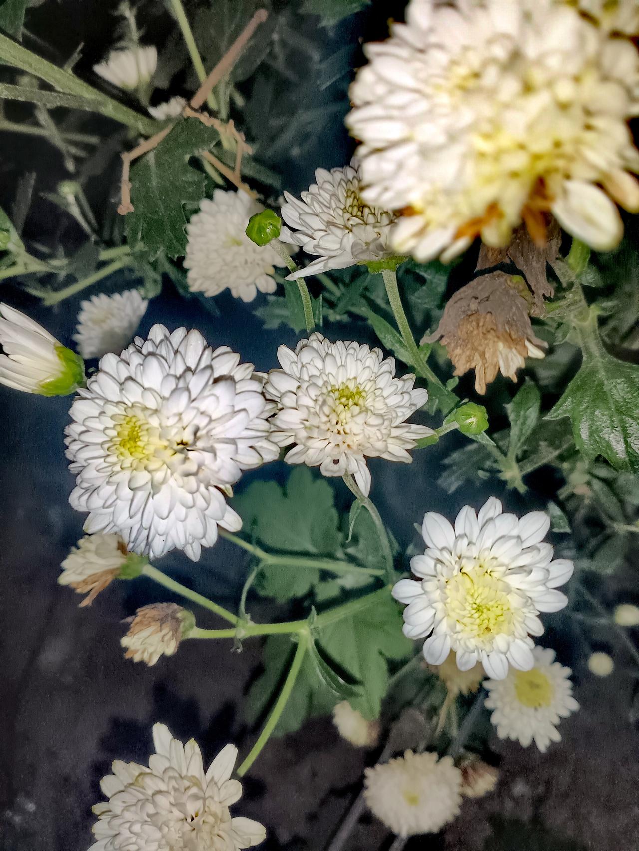 暗夜掩映素白秋菊，花瓣玲珑层叠，清雅脱俗，自带安然静谧的温婉气韵。