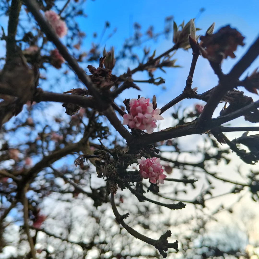🇩🇰春天啦~（本期猫咪在最后