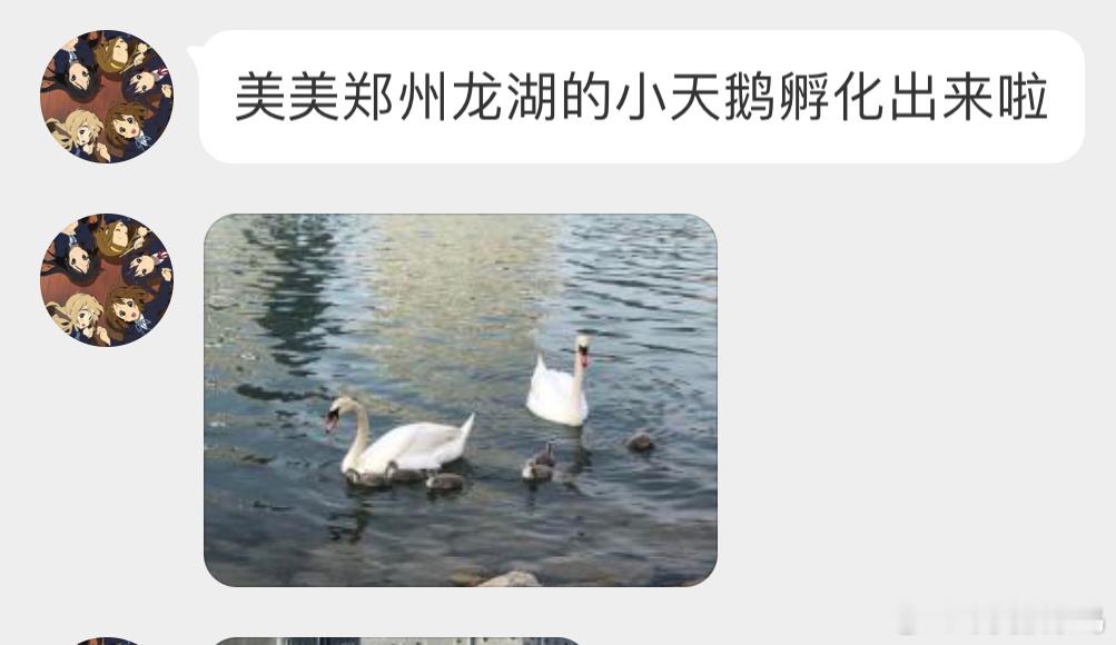 疣鼻天鹅一家子小鹅好可爱鸭！ ​​​