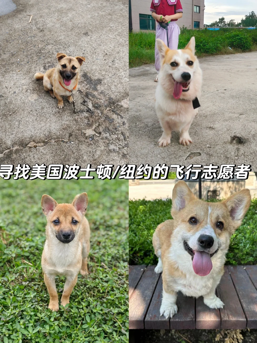 近期🈶飞往波士顿/纽约的伙伴们