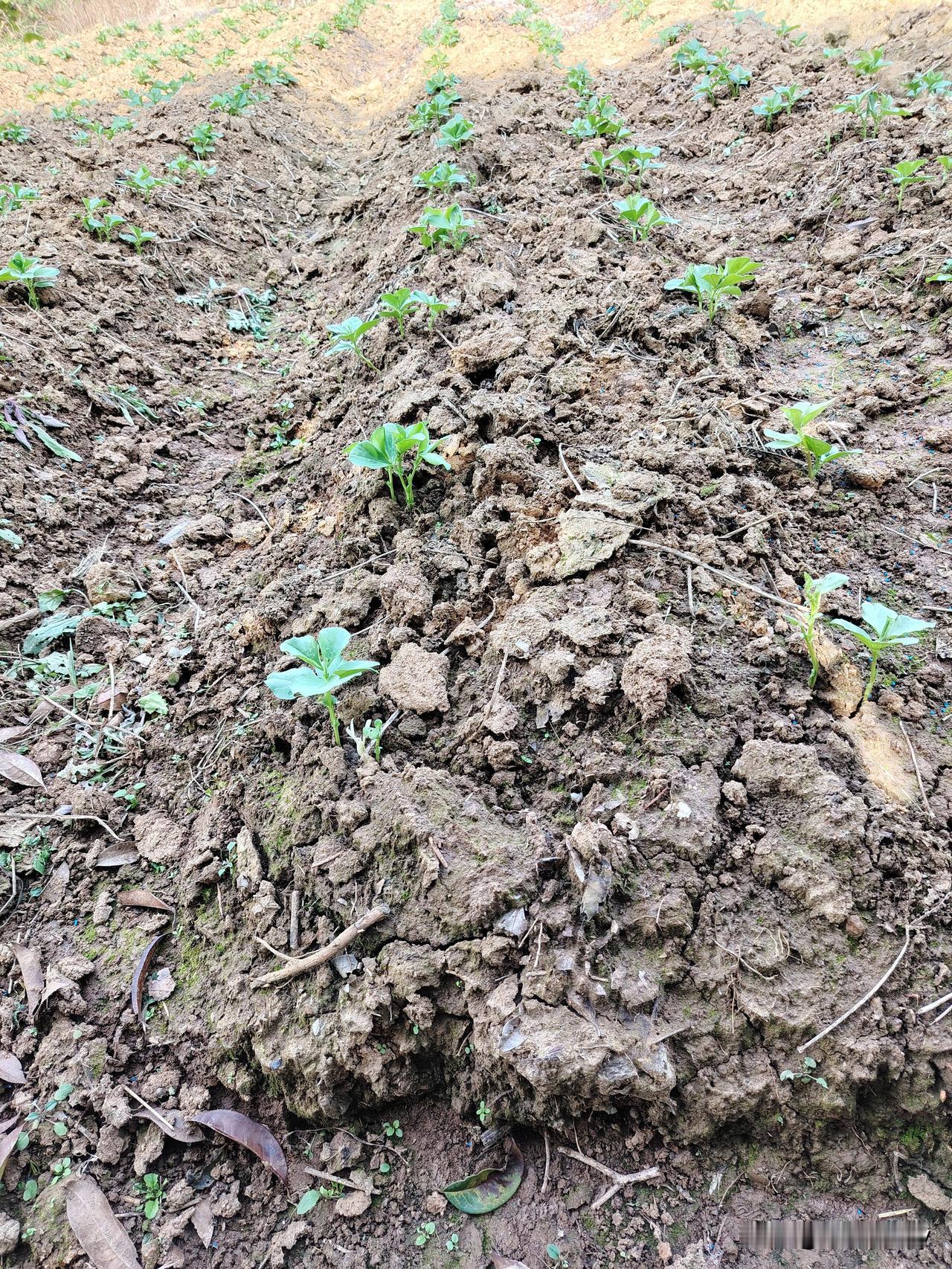 前两天老公在下面扒拉土块，发现豌豆下面是那种“嫌虫”（就是那种似蚂蟥样的，但是身