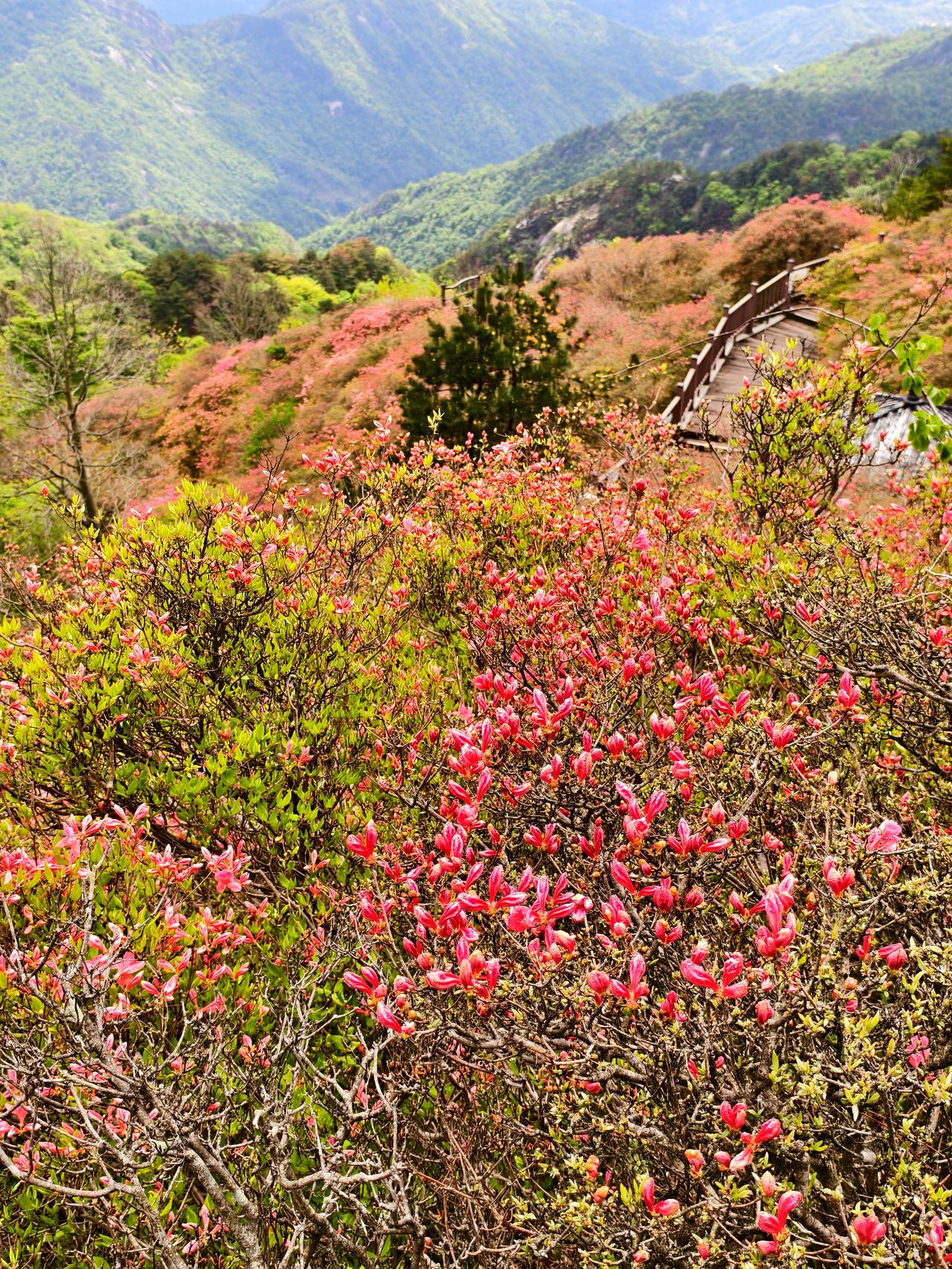步行登上龟峰山看杜鹃花，有两点感悟和你分享。
感悟一：如放弃索道选择步行登山，1