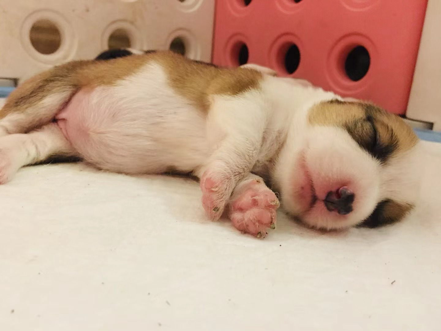 小柯基幼崽时期🥺 