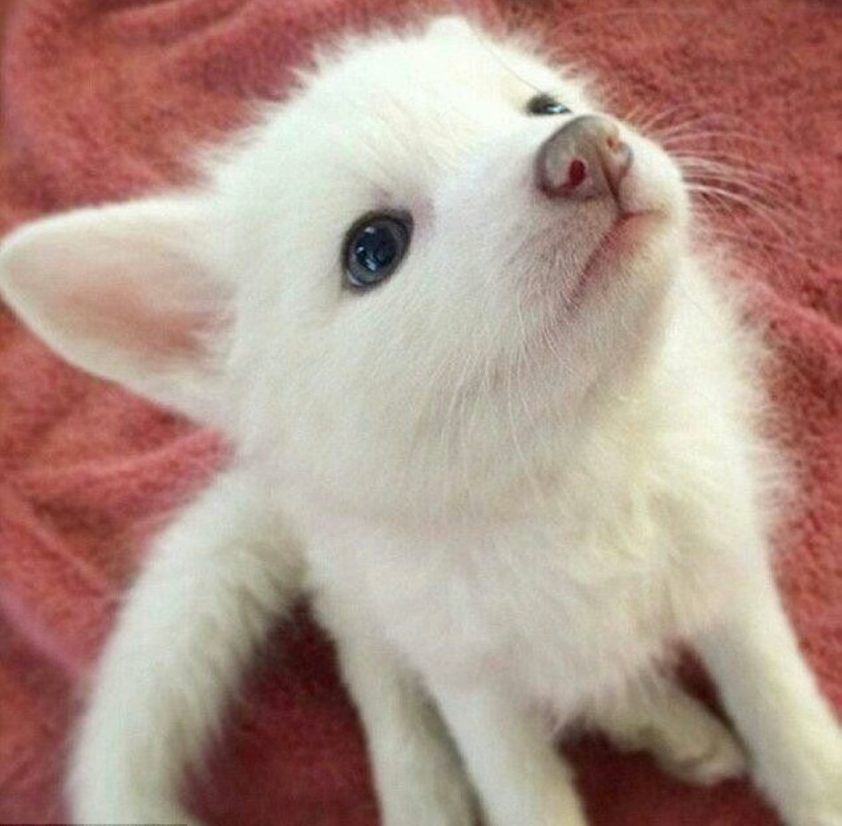 我眼里的东东(U๑•ᴥ•) 