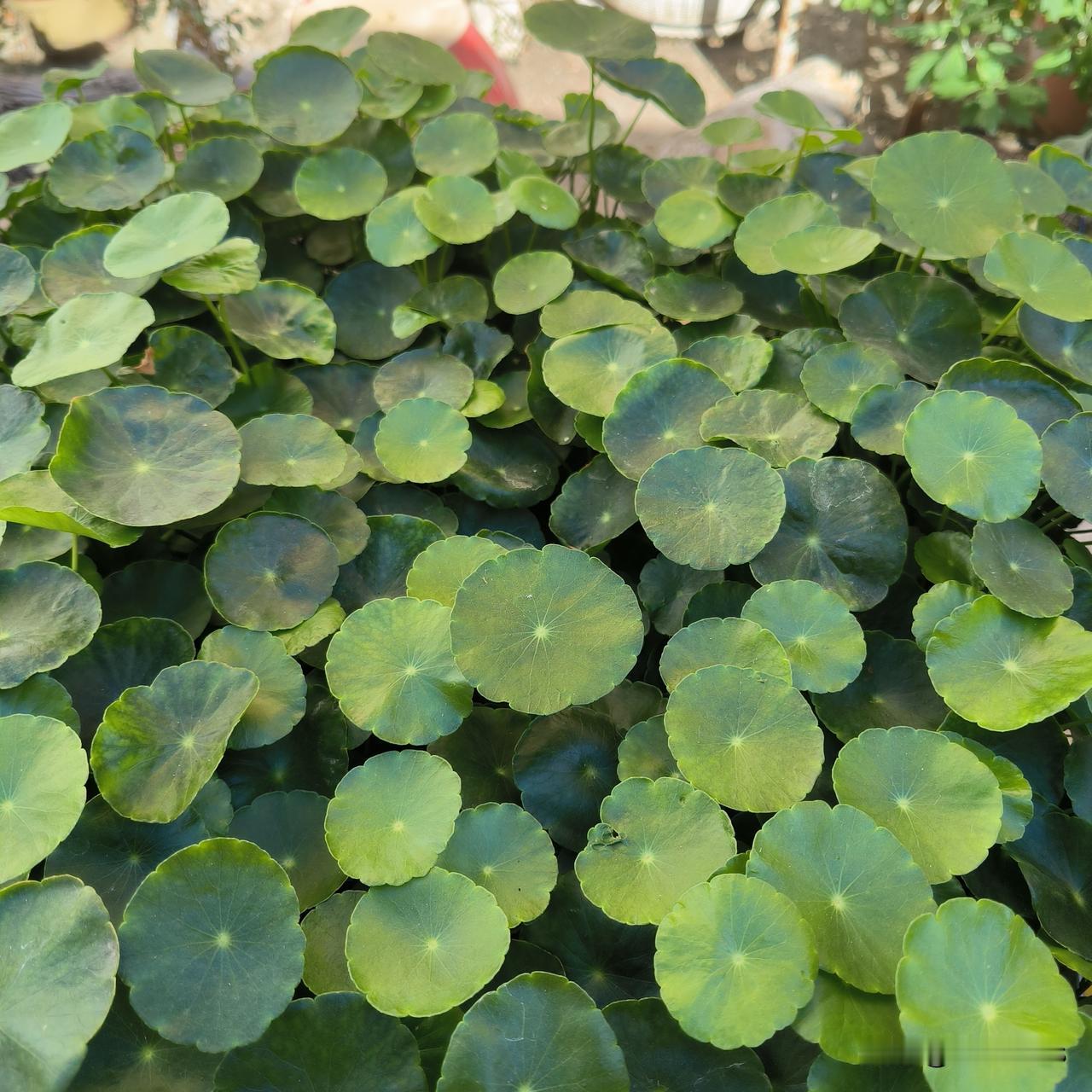 增加运动量，说起来容易做起来难

2号那天爬山回来，我的腿疼了三天，确切的说是膝