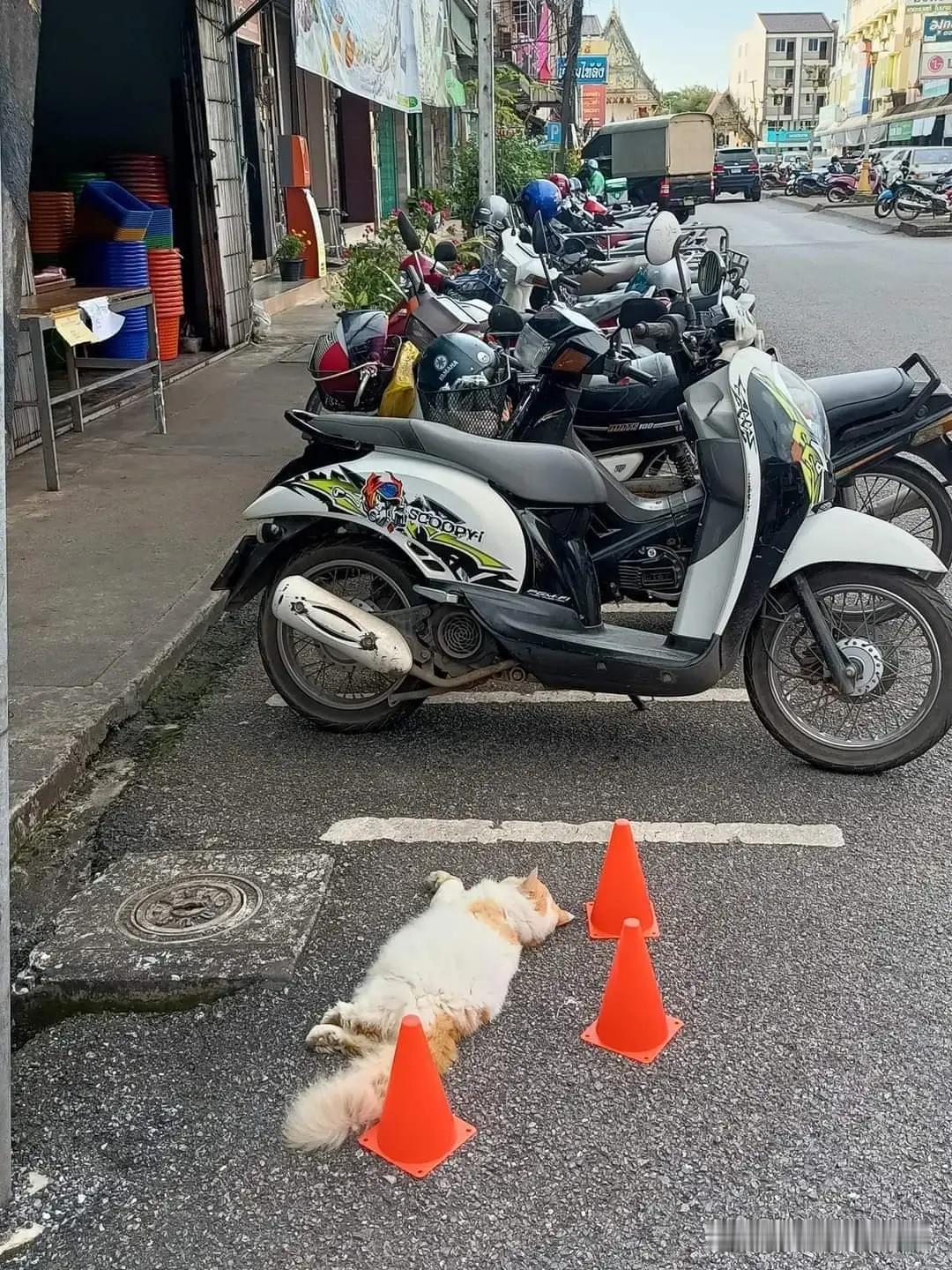 这位置已经有猫🐱了！​​​