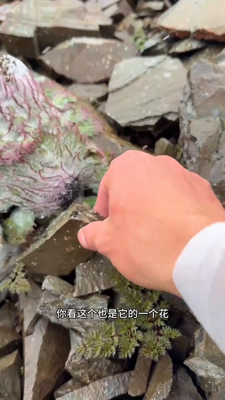 朋友们不要眨眼，我要一口气给你们看一下这小片地方上有几十株水母雪兔子。这个镜头，