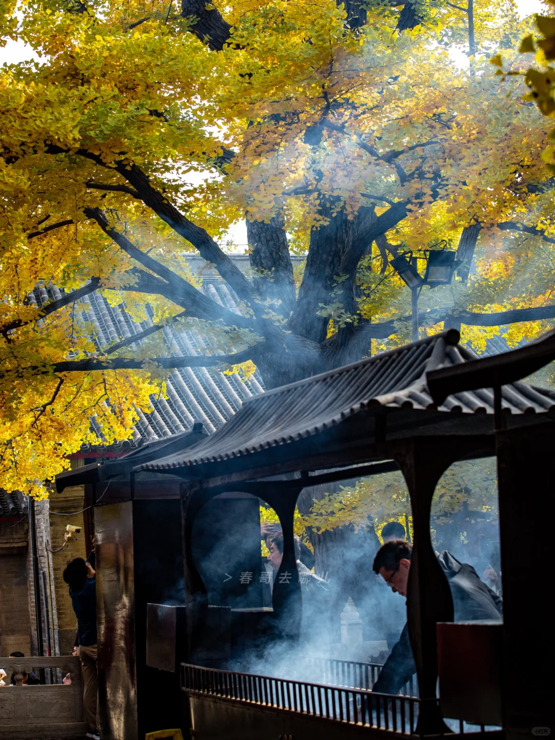 10.27红螺寺 | 古寺银杏的氛围感，绝！