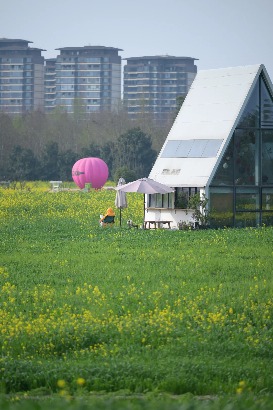 成都地铁🚇直达｜大片麦🍃田，超出片～